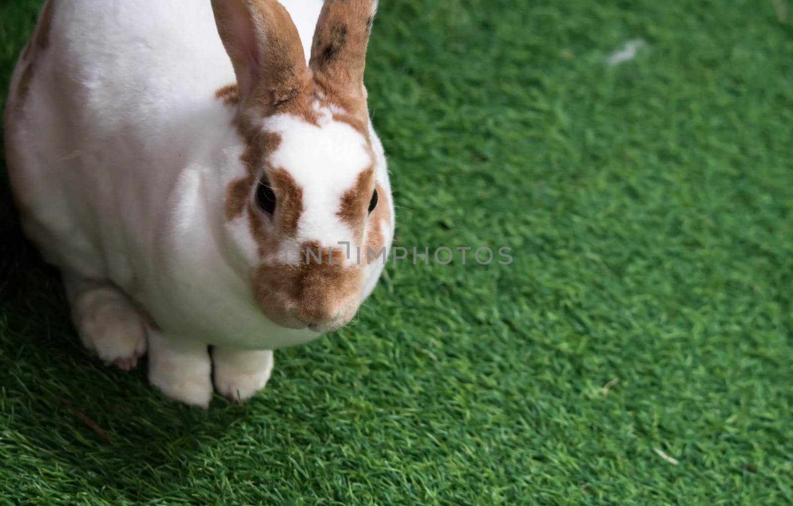 Little rabbit on green grass in summer day. Cute white rabbit with brown spots.