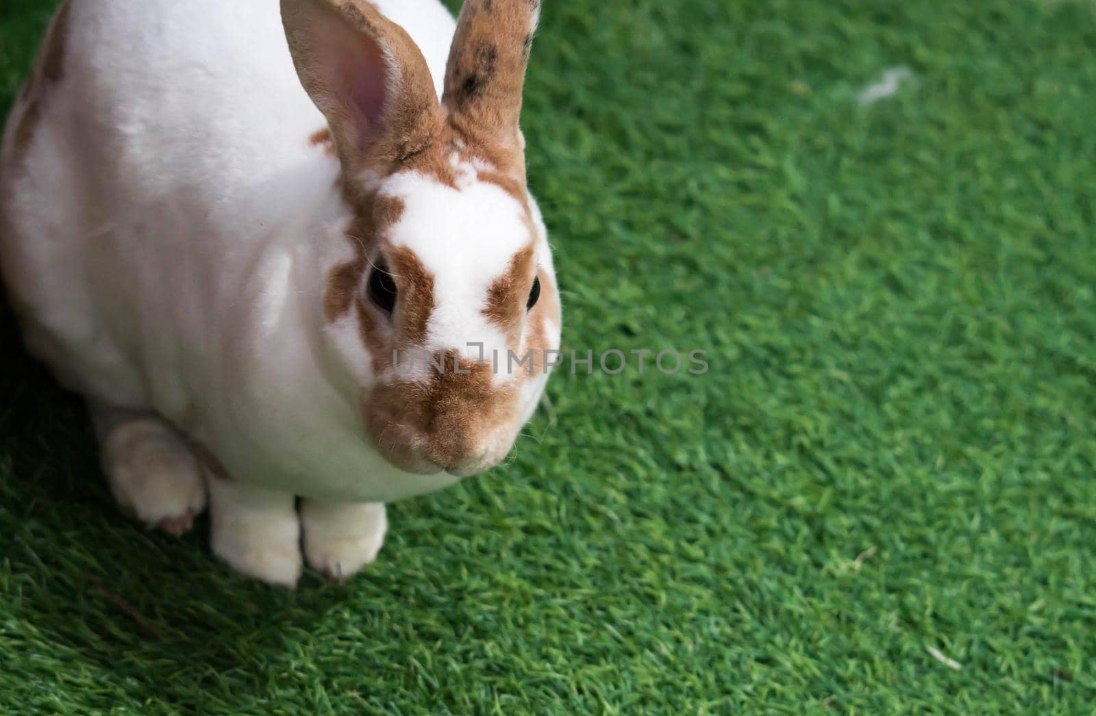 Little rabbit on green grass in summer day. Cute white rabbit with brown spots.