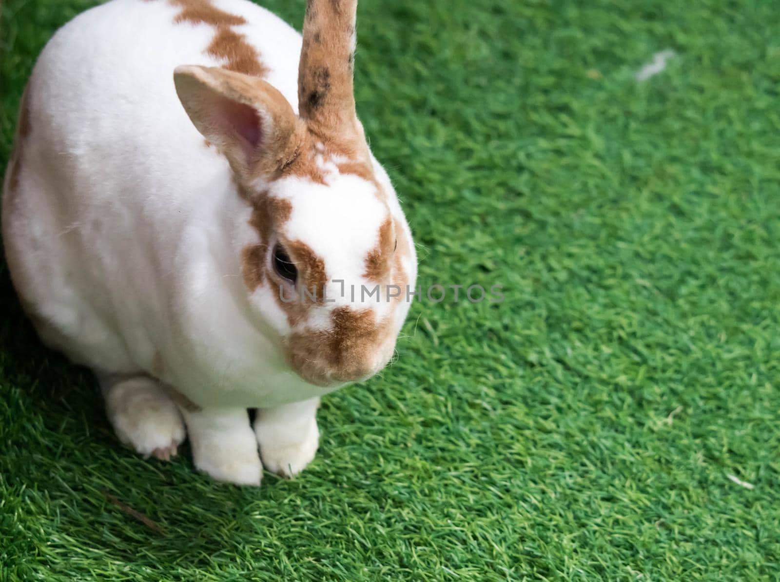 Little rabbit on green grass in summer day. Cute white rabbit with brown spots.