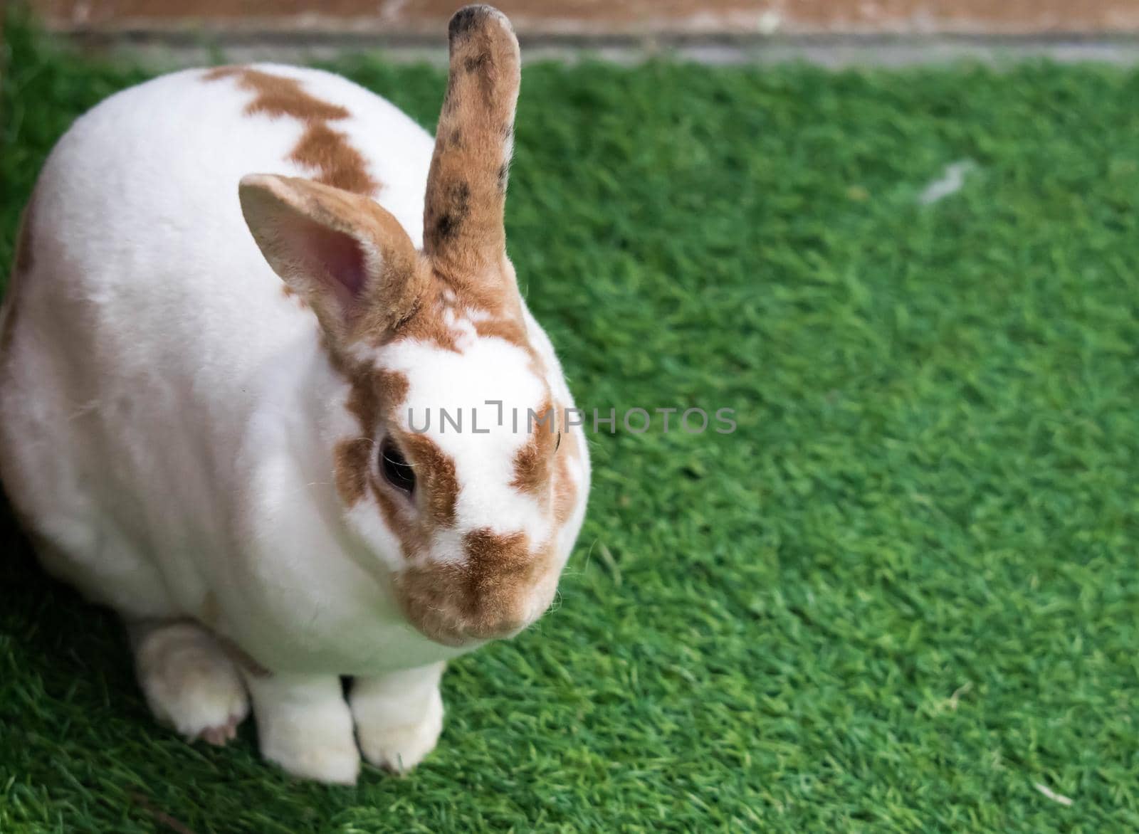 Little rabbit on green grass in summer day. Cute white rabbit with brown spots.