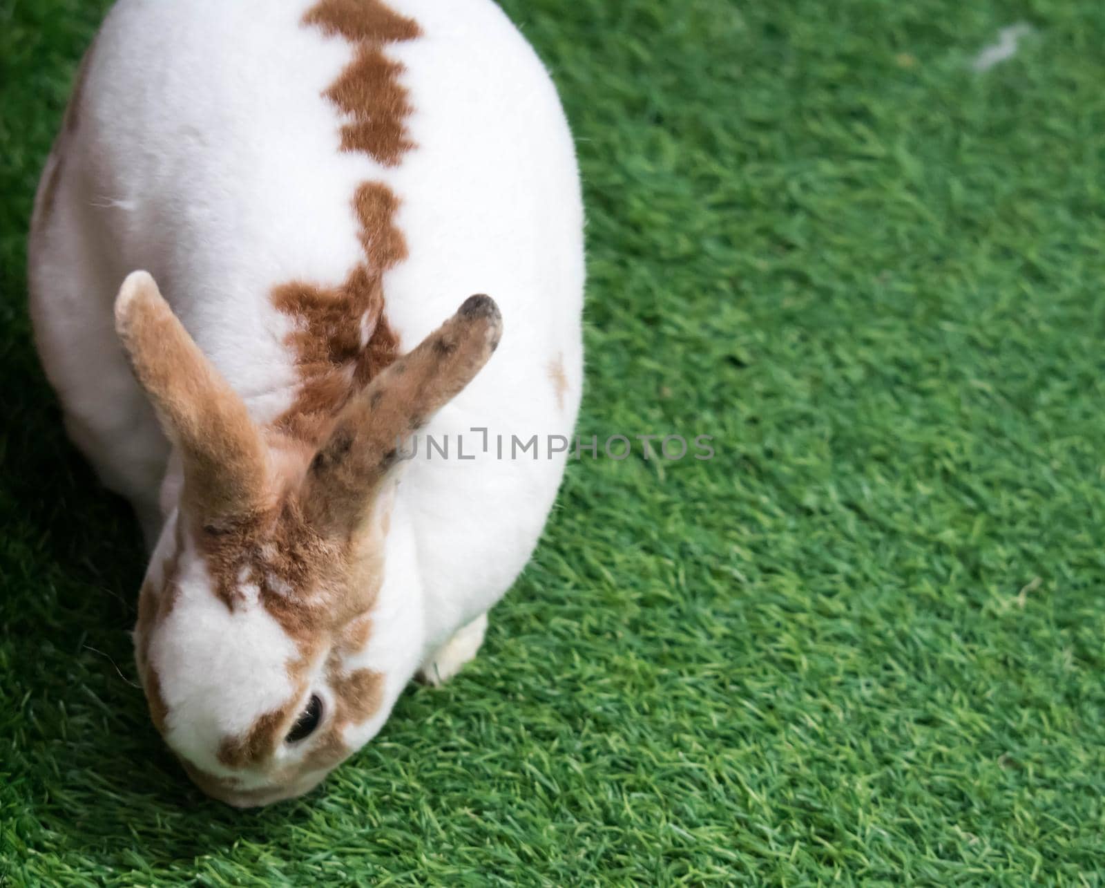 Little rabbit on green grass in summer day. Cute white rabbit with brown spots.