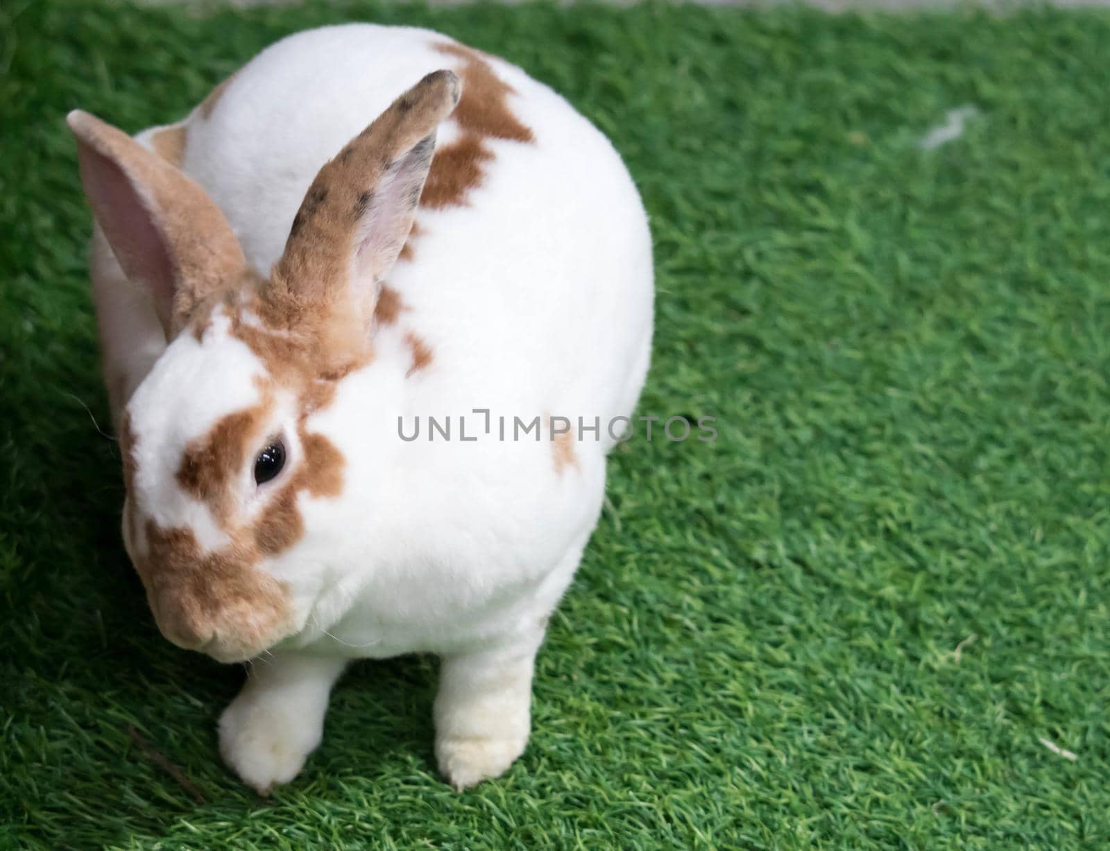 Little rabbit on green grass in summer day. Cute white rabbit with brown spots.