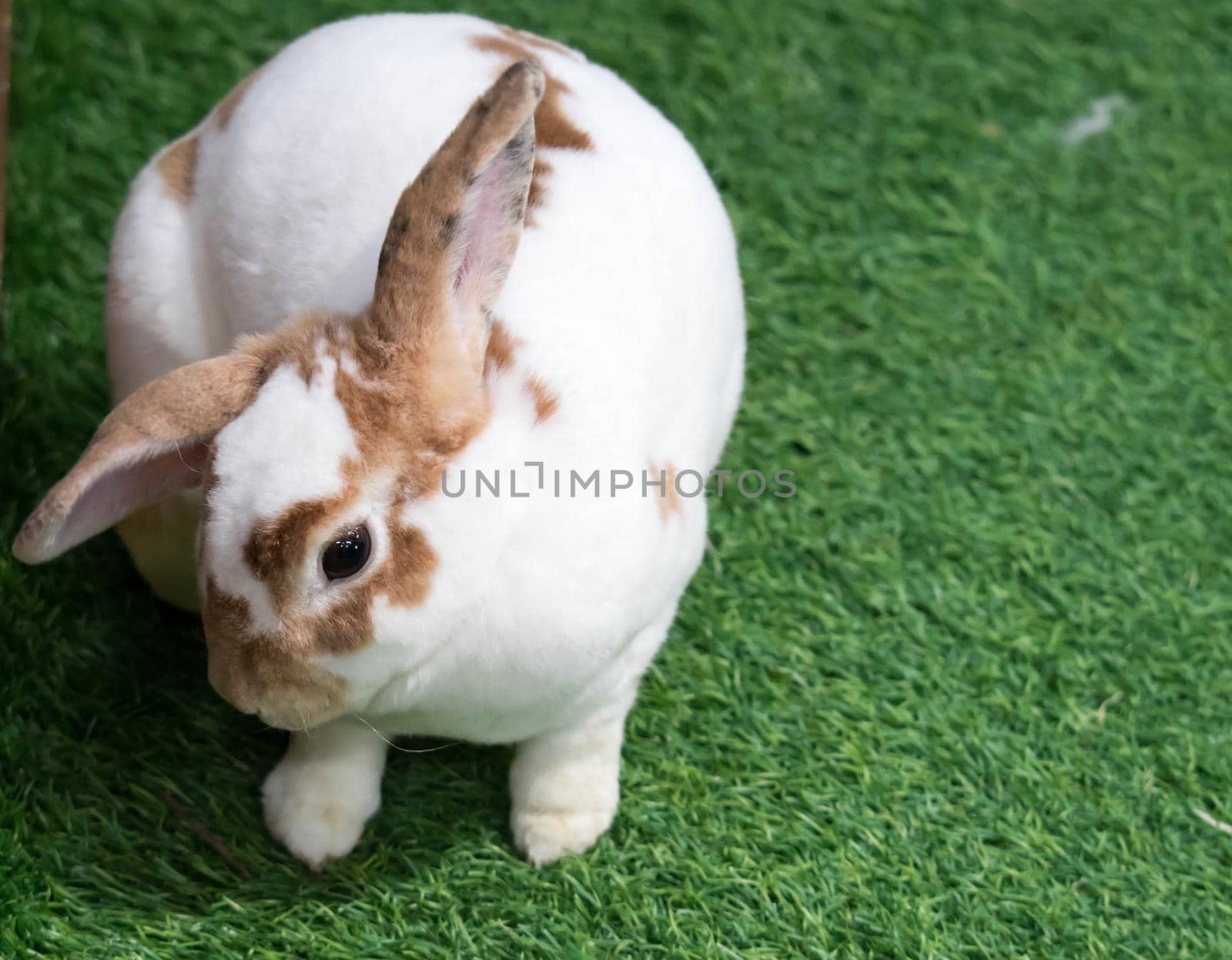 Little rabbit on green grass in summer day. Cute white rabbit with brown spots.