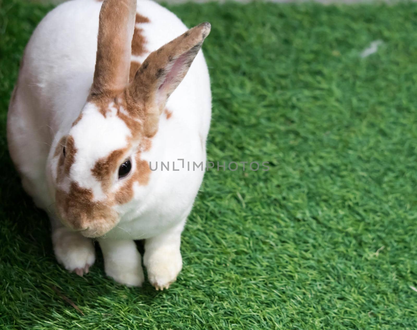 Little rabbit on green grass in summer day. Cute white rabbit with brown spots.