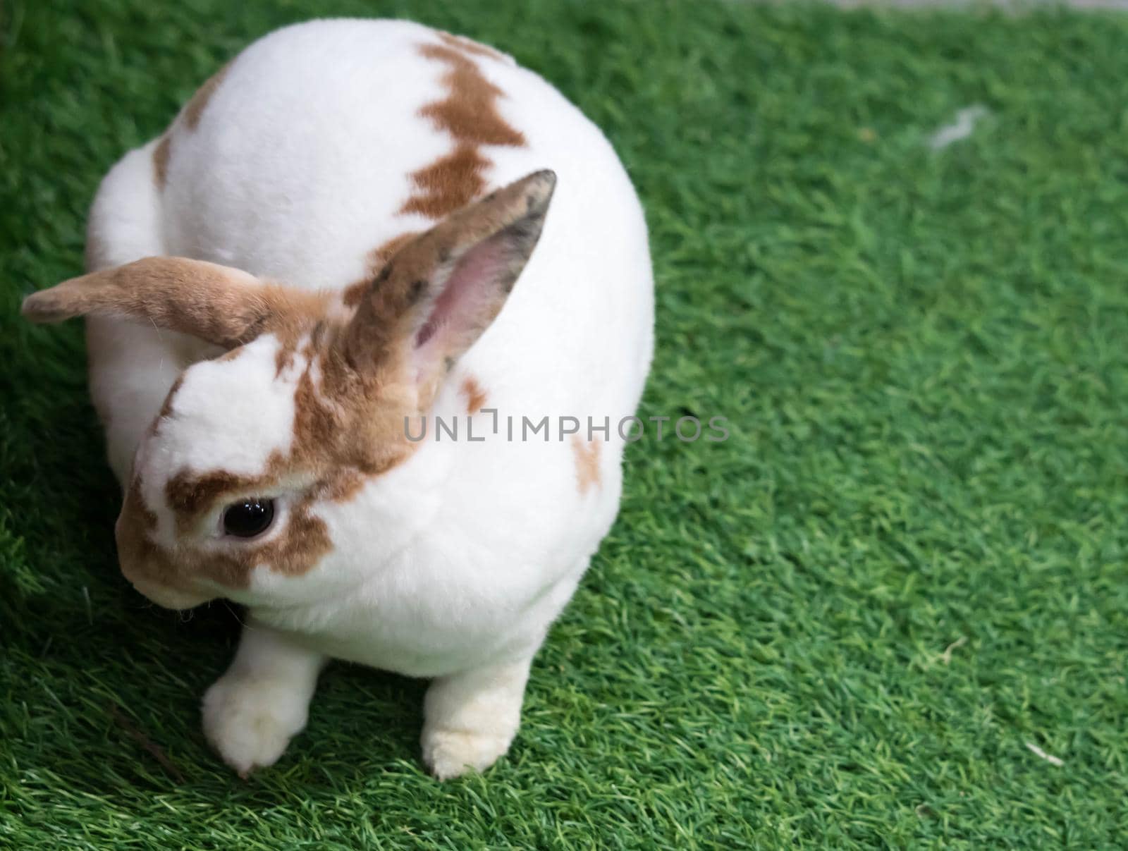 Little rabbit on green grass in summer day. Cute white rabbit with brown spots.