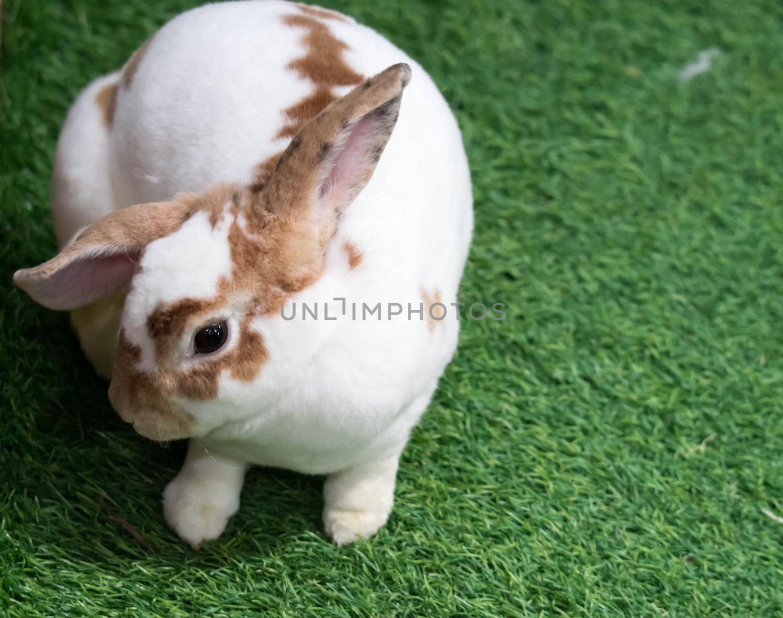 Little rabbit on green grass in summer day. Cute white rabbit with brown spots.