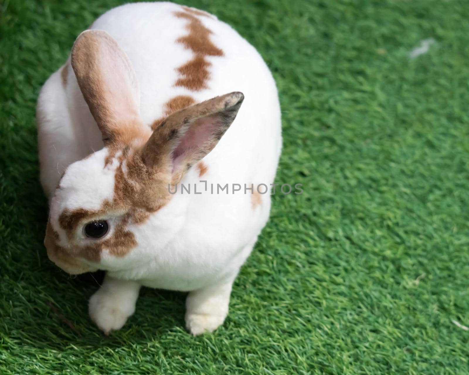Little rabbit on green grass in summer day. Cute white rabbit with brown spots.