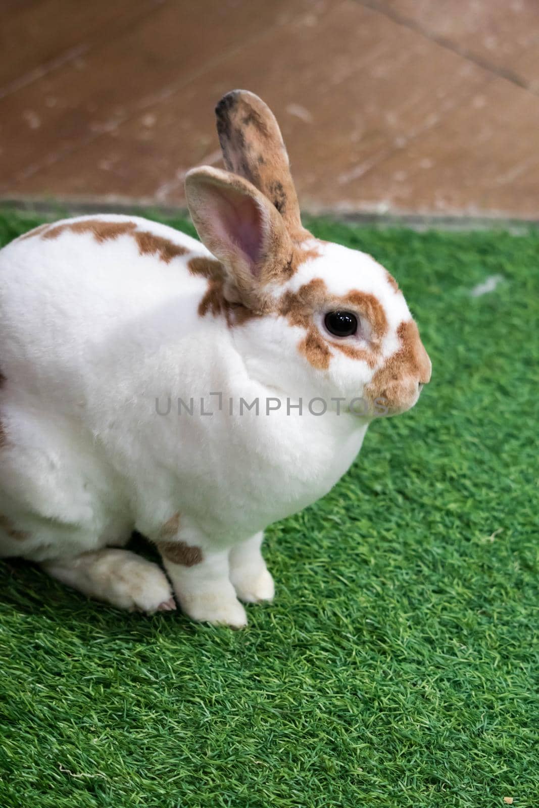 Little rabbit on green grass in summer day. Cute white rabbit with brown spots.