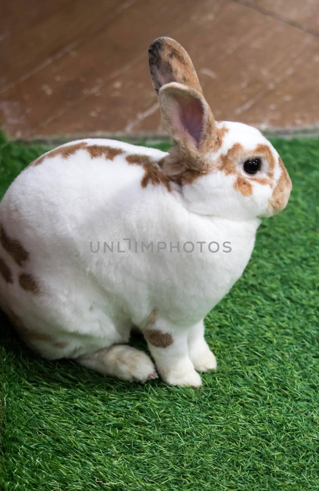 Little rabbit on green grass in summer day. Cute white rabbit with brown spots.