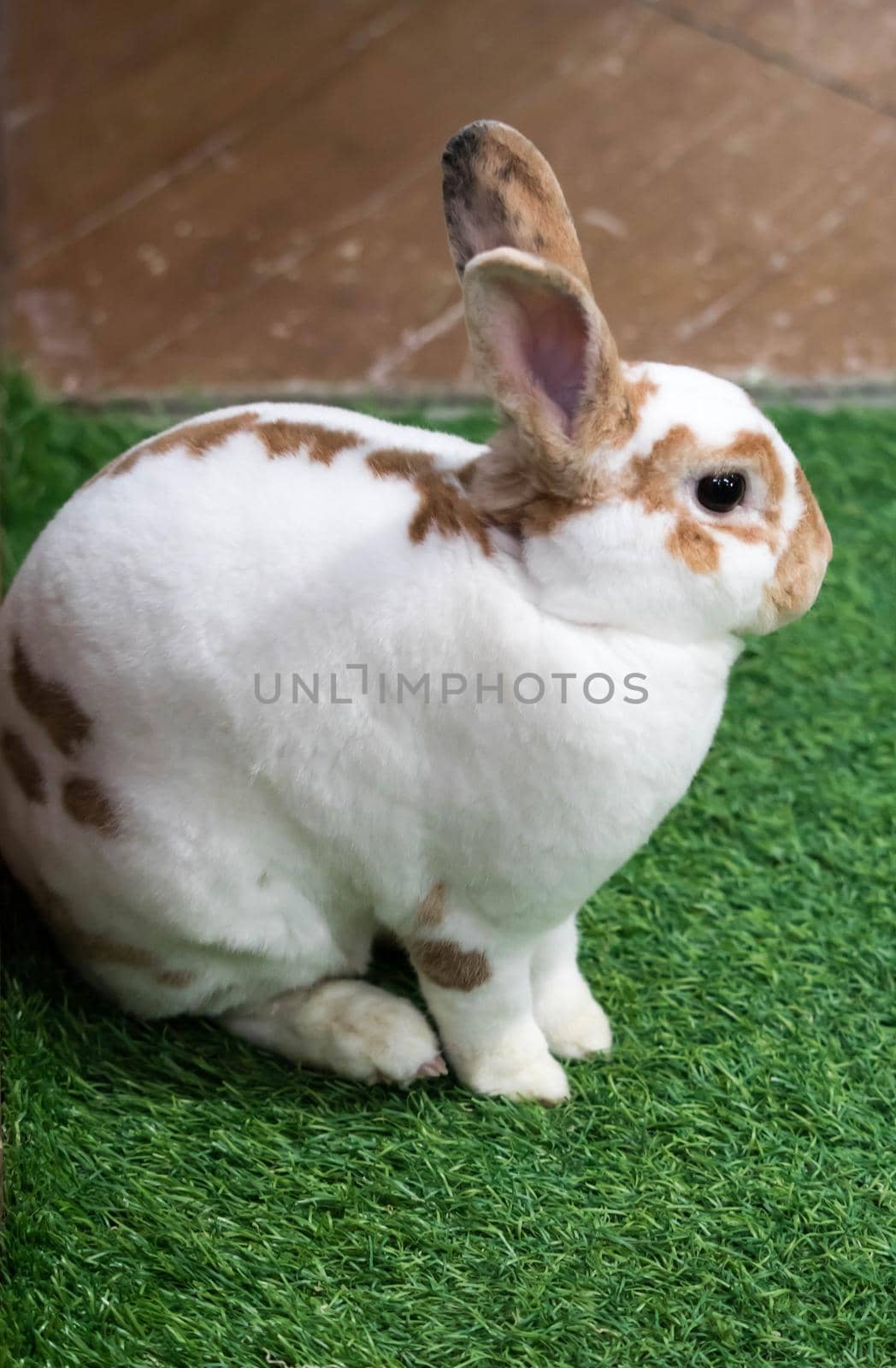 Little rabbit on green grass in summer day. Cute white rabbit with brown spots.