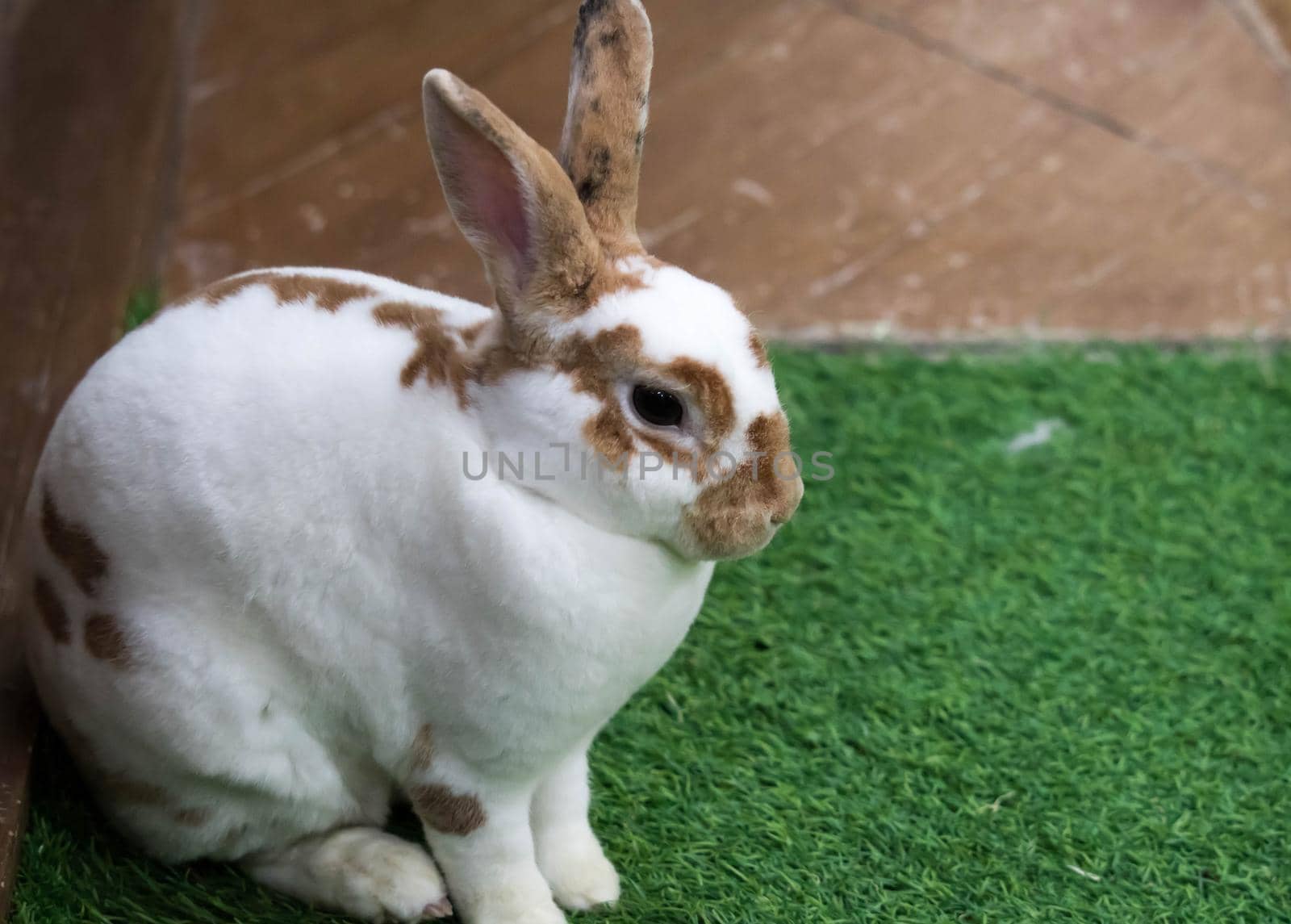 Little rabbit on green grass in summer day. Cute white rabbit with brown spots.