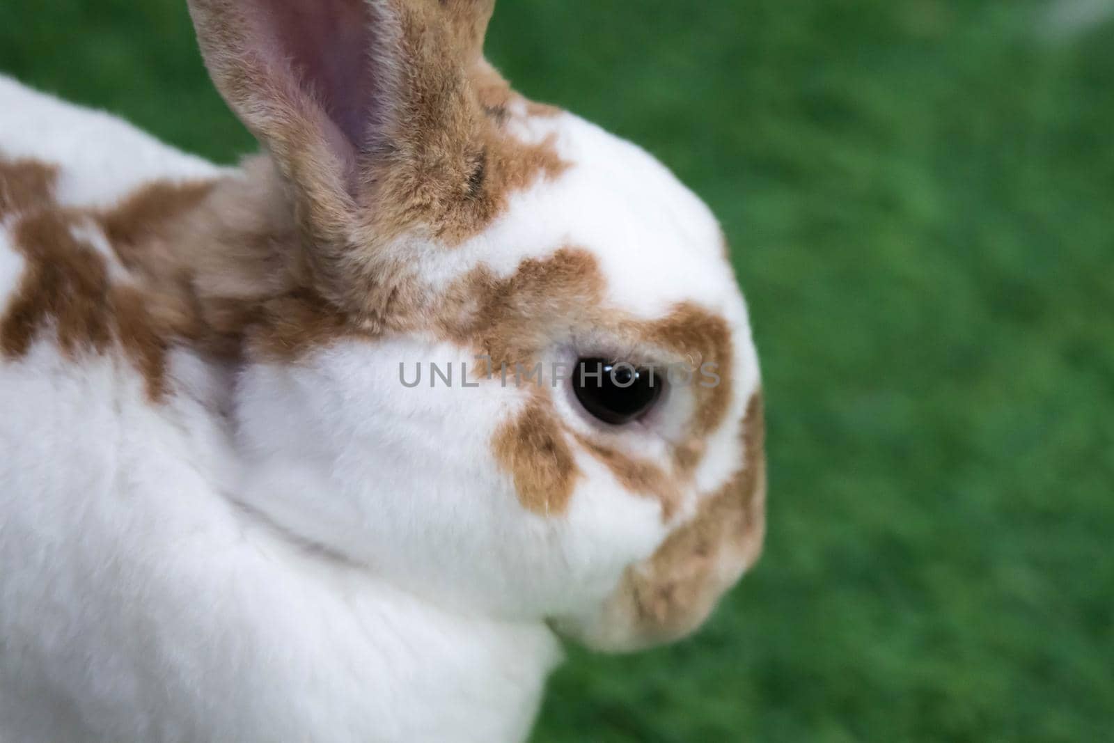 Little rabbit on green grass in summer day. Cute white rabbit with brown spots.