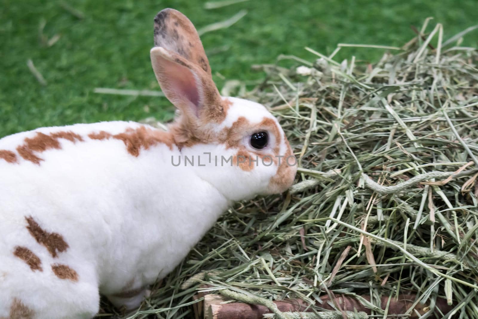 Little rabbit on green grass in summer day. Cute white rabbit with brown spots.