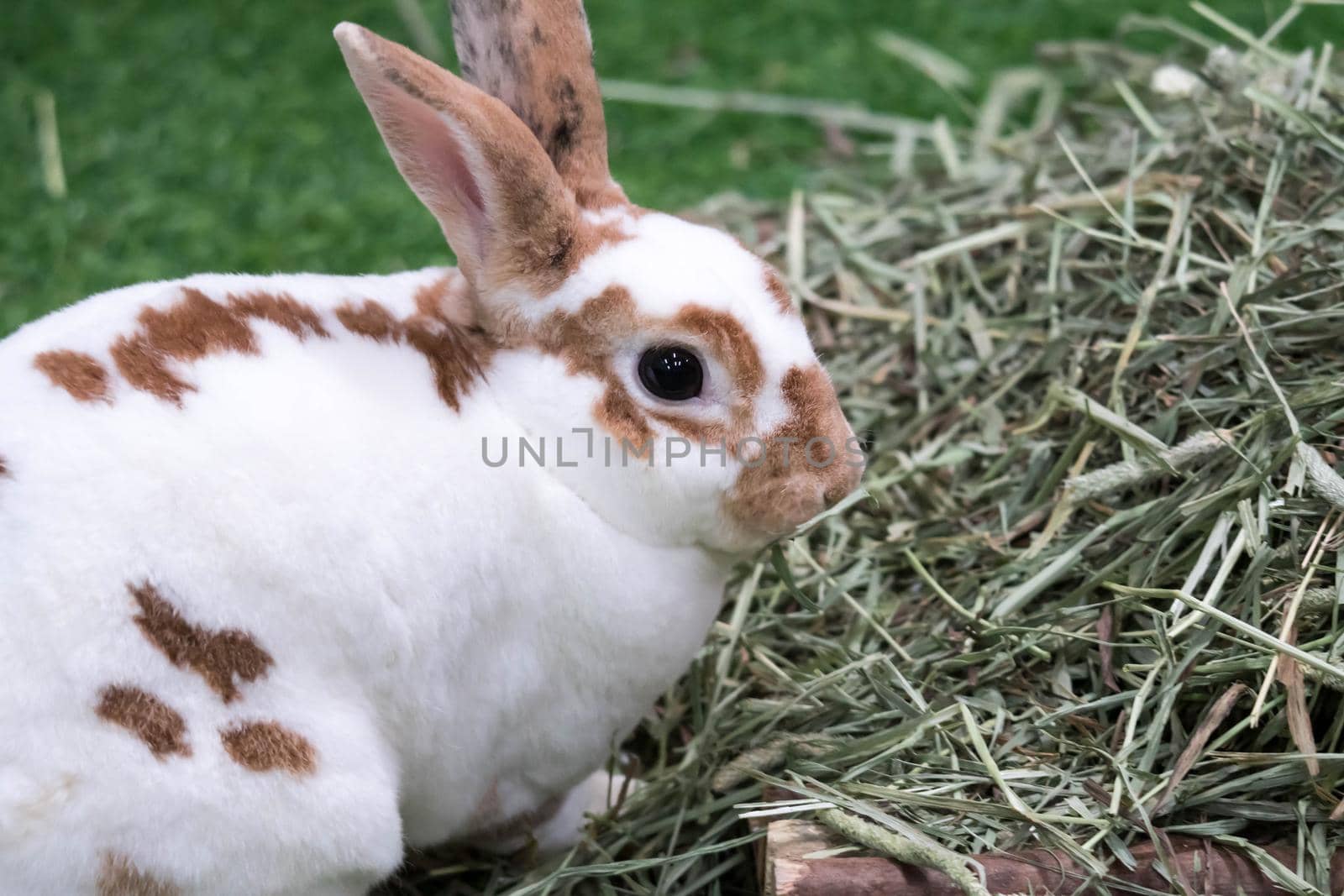 Little rabbit on green grass in summer day. Cute white rabbit with brown spots.