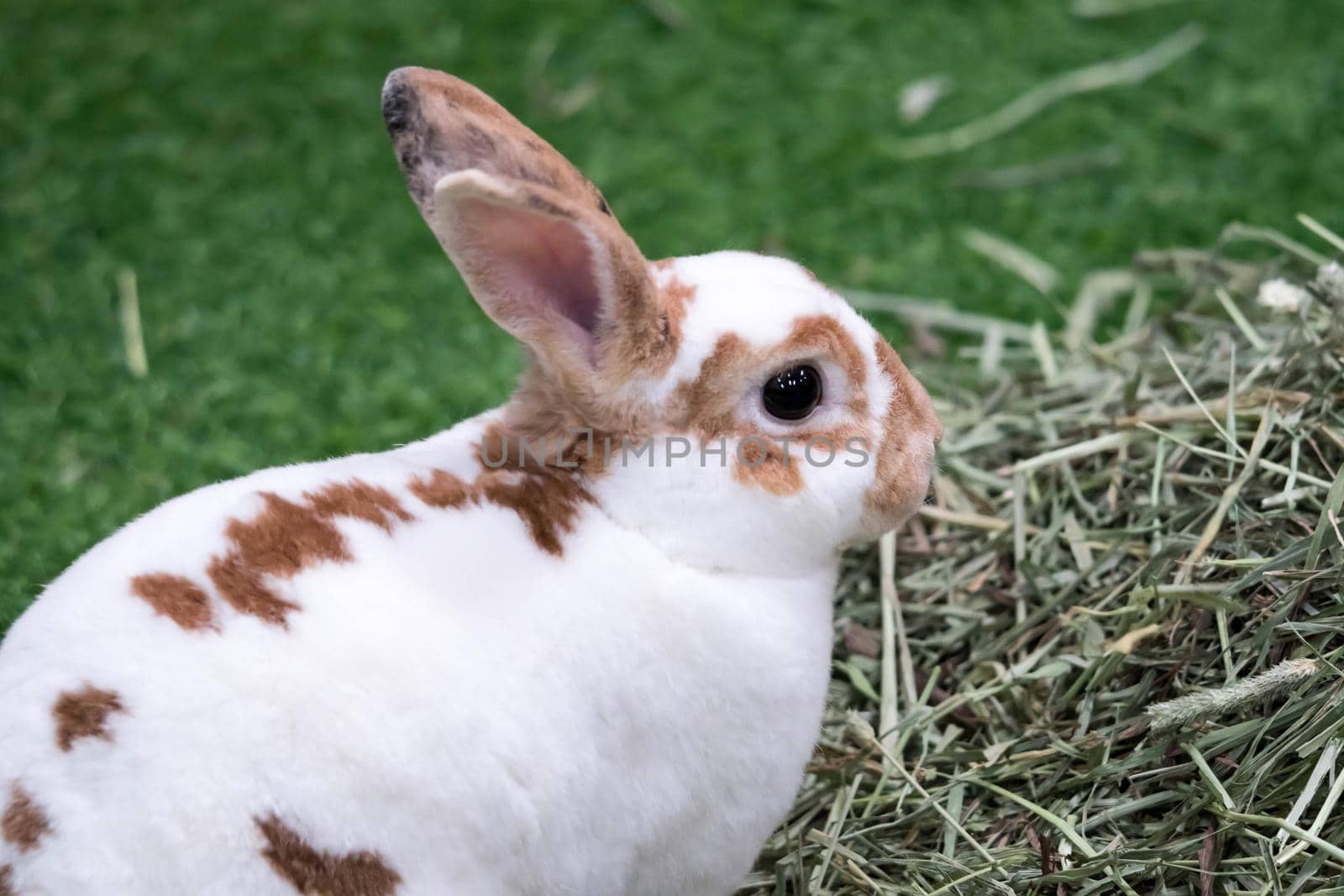 Little rabbit on green grass in summer day. Cute white rabbit with brown spots.