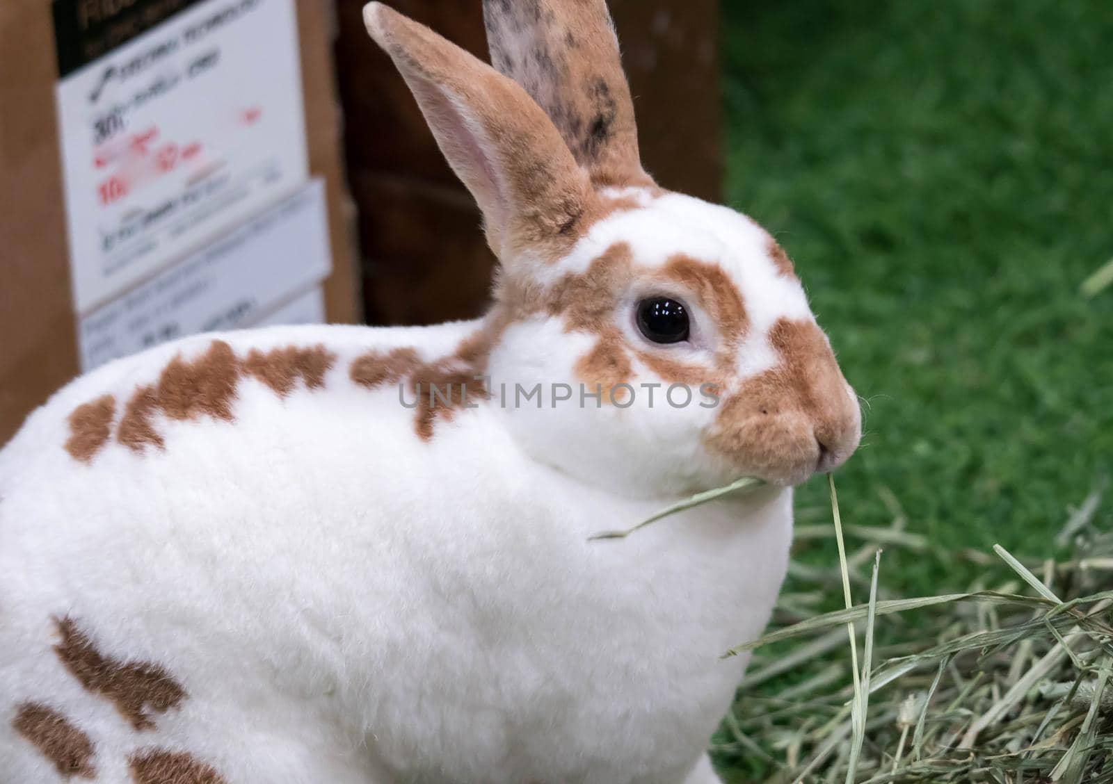 Little rabbit on green grass in summer day. Cute white rabbit with brown spots.