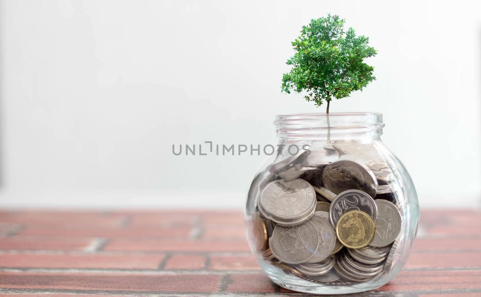 financial saving concept - plant growing out of coins. Concept. Plant Growing In Savings Coins - Investment And Interests