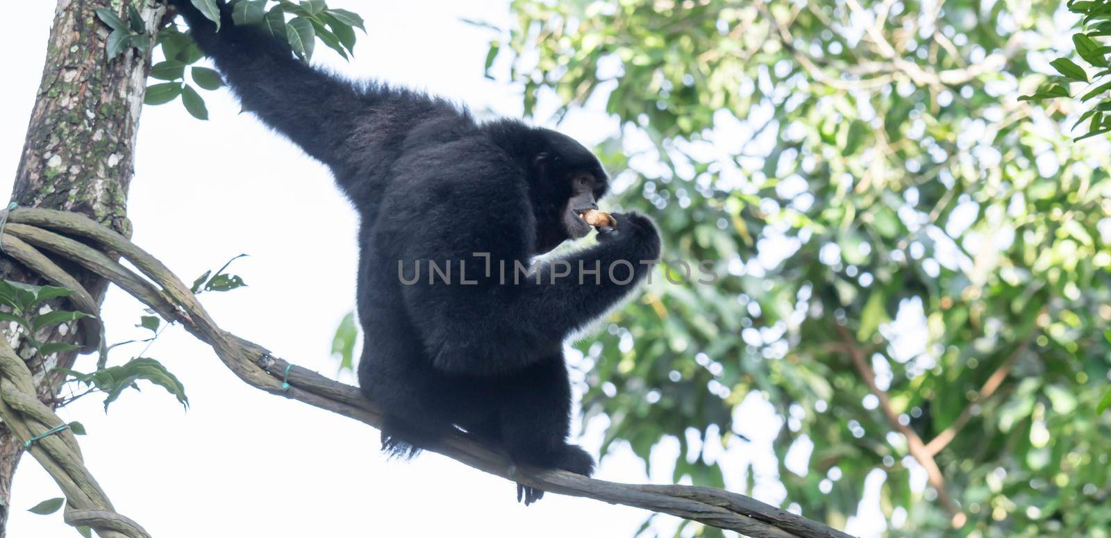 The siamang is an arboreal black-furred gibbon native to the forests of Indonesia, Malaysia and Thailand. The largest of the gibbons, the siamang can be twice the size of other gibbons