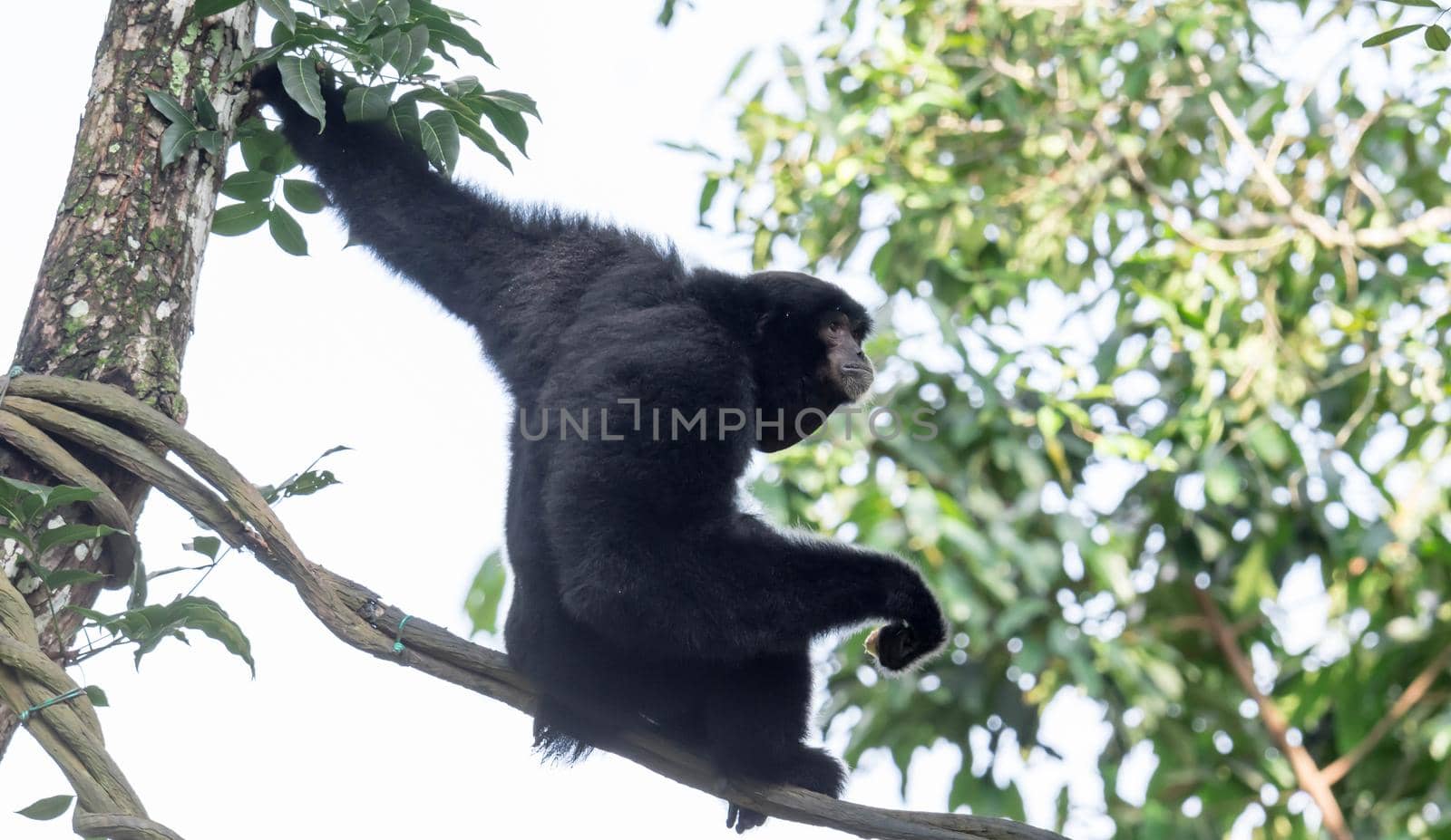 The siamang is an arboreal black-furred gibbon native to the forests of Indonesia, Malaysia and Thailand. The largest of the gibbons, the siamang can be twice the size of other gibbons