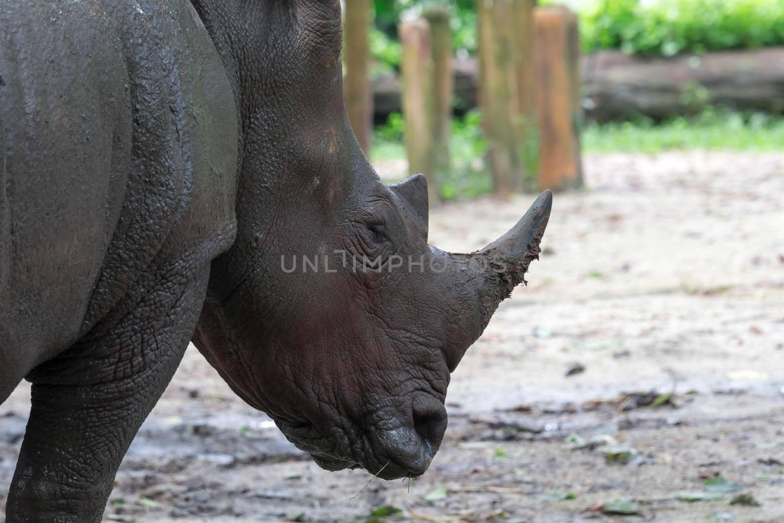White rhinoceros, Diceros simus, single mammal head shot.
