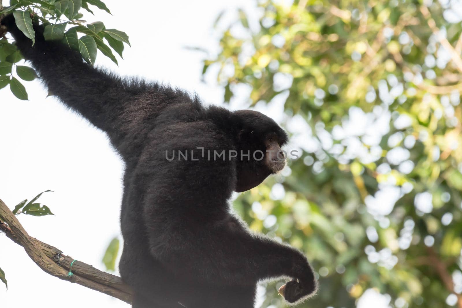 The siamang is an arboreal black-furred gibbon native to the forests of Indonesia, Malaysia and Thailand. The largest of the gibbons, the siamang can be twice the size of other gibbons