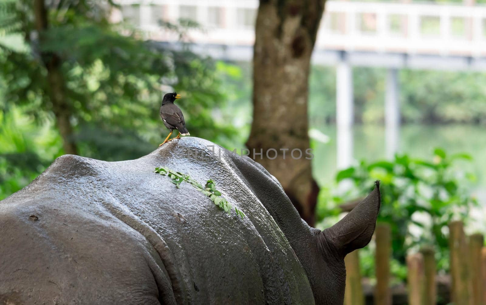 bird standing on the back of a white Rhinoceros