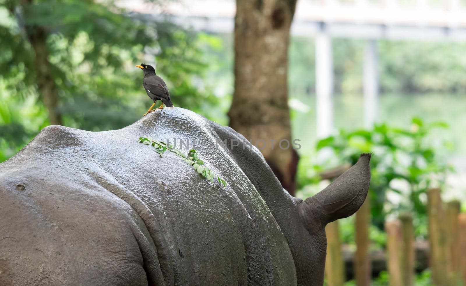 bird standing on the back of a white Rhinoceros