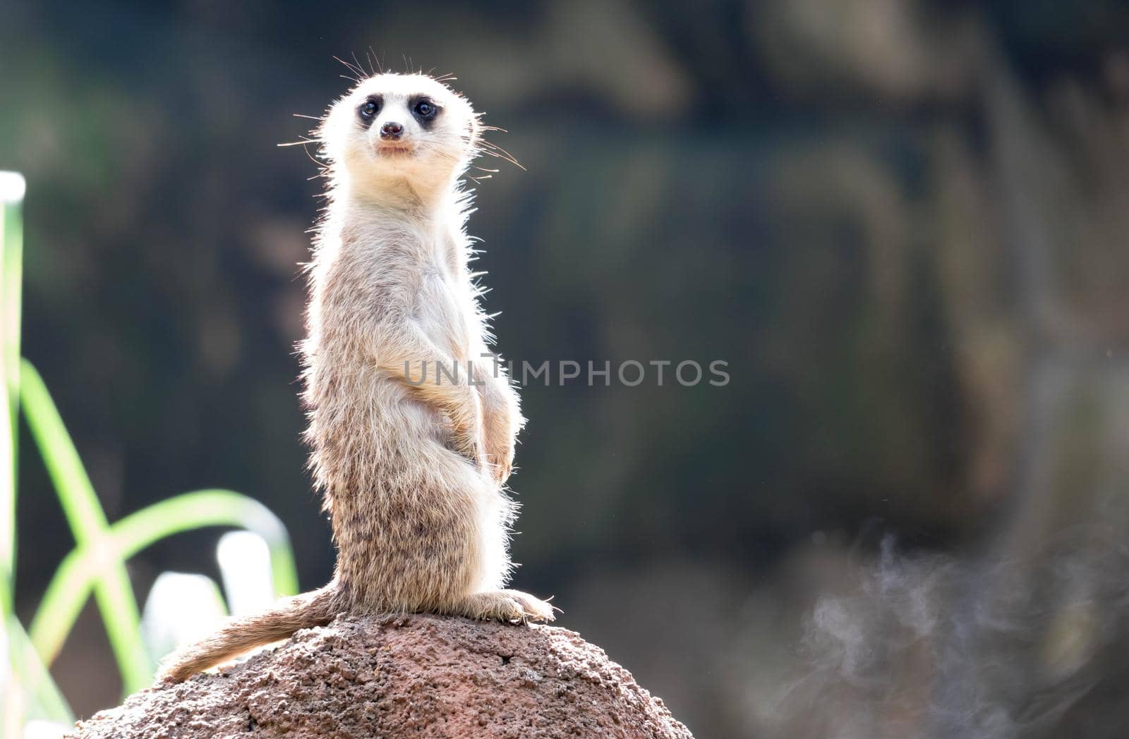 curious meerkat standing on the rock in the wild.