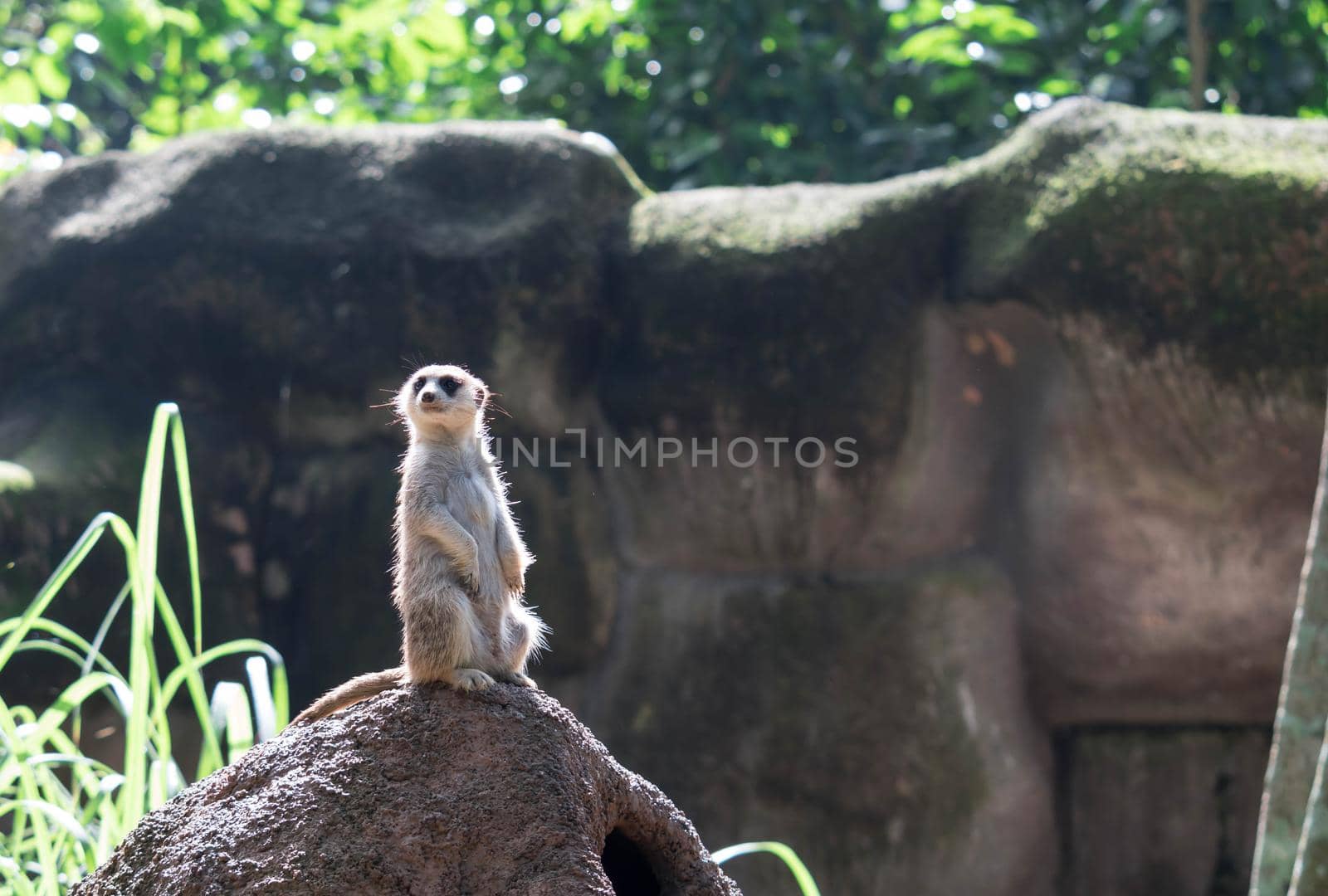 curious meerkat standing on the rock in the wild.