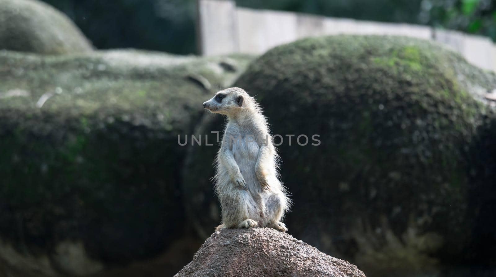 curious meerkat standing on the rock in the wild.