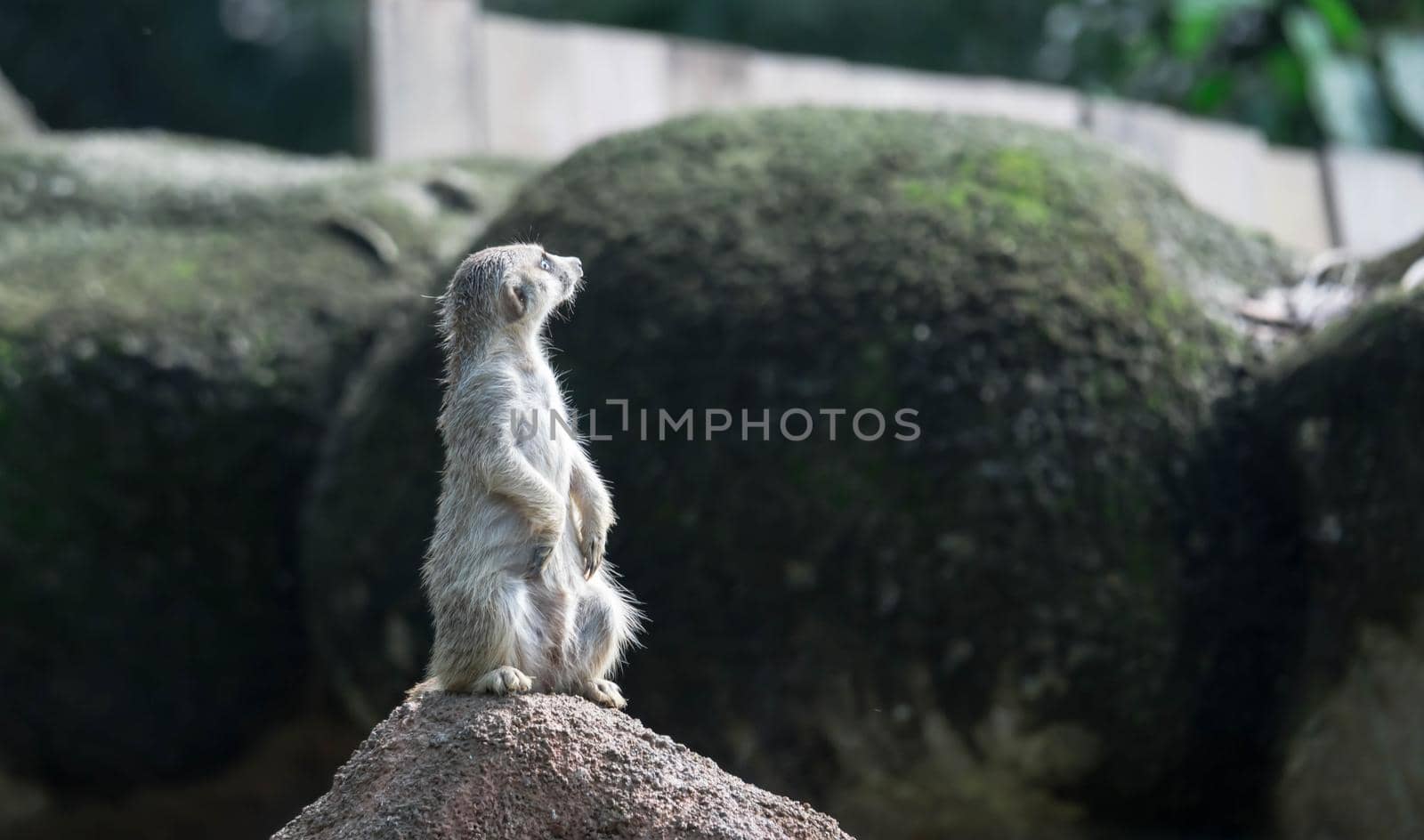 curious meerkat standing on the rock in the wild.