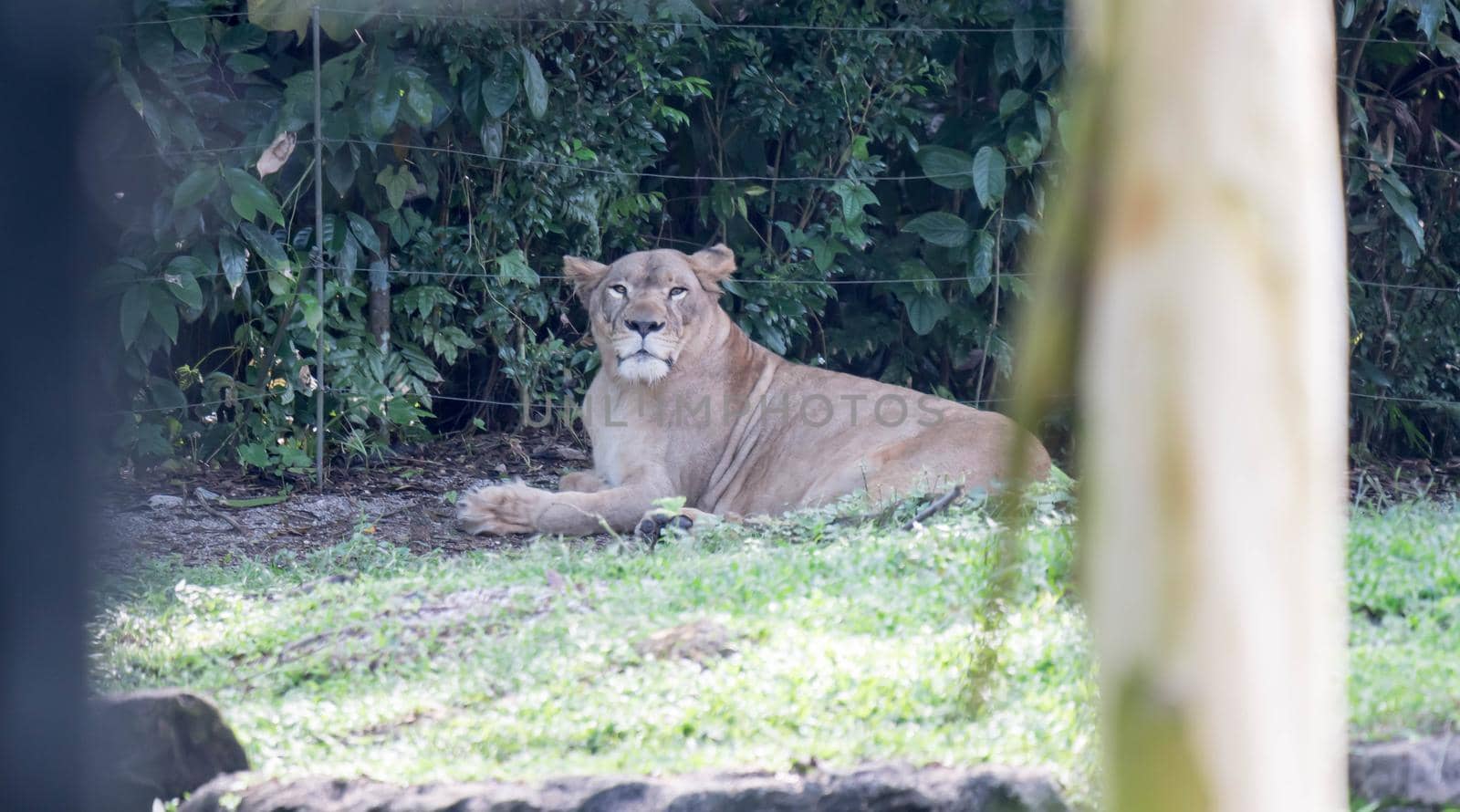 female African Lion or lioness (Panthera leo) resting on top of a grass