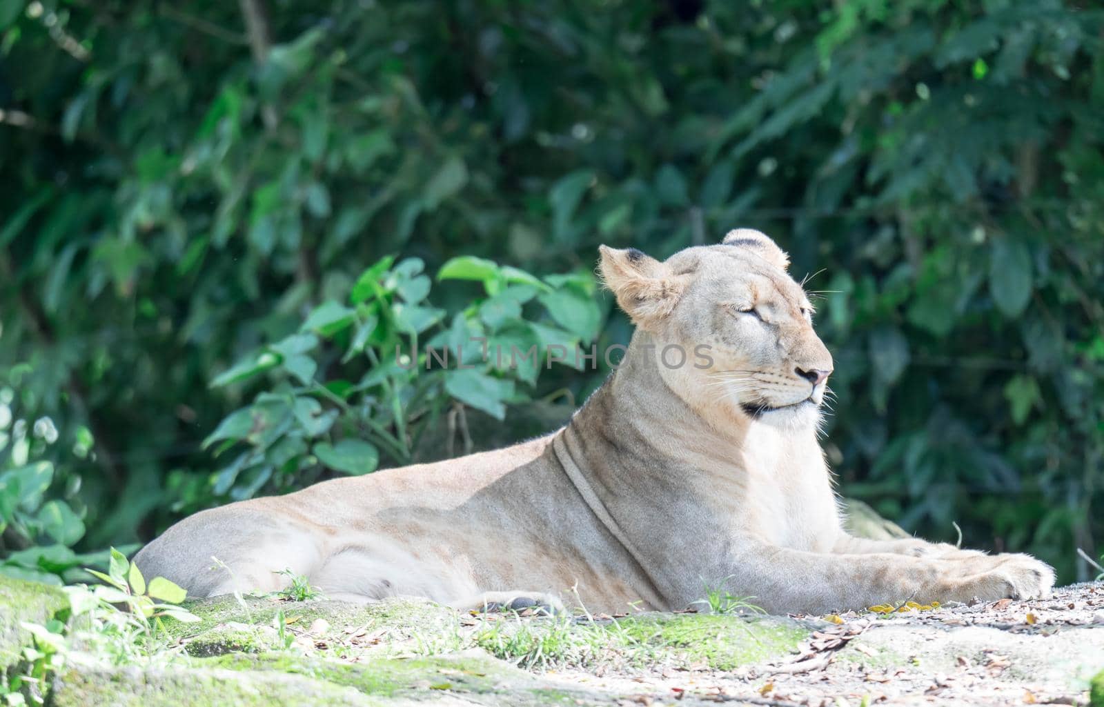 female African Lion or lioness (Panthera leo) resting on top of a grass