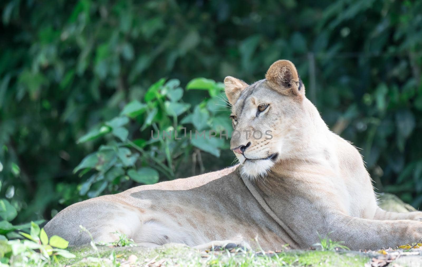 female African Lion or lioness (Panthera leo) resting on top of a grass