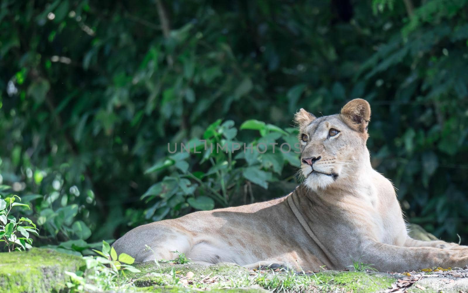 female African Lion or lioness (Panthera leo) resting on top of a grass