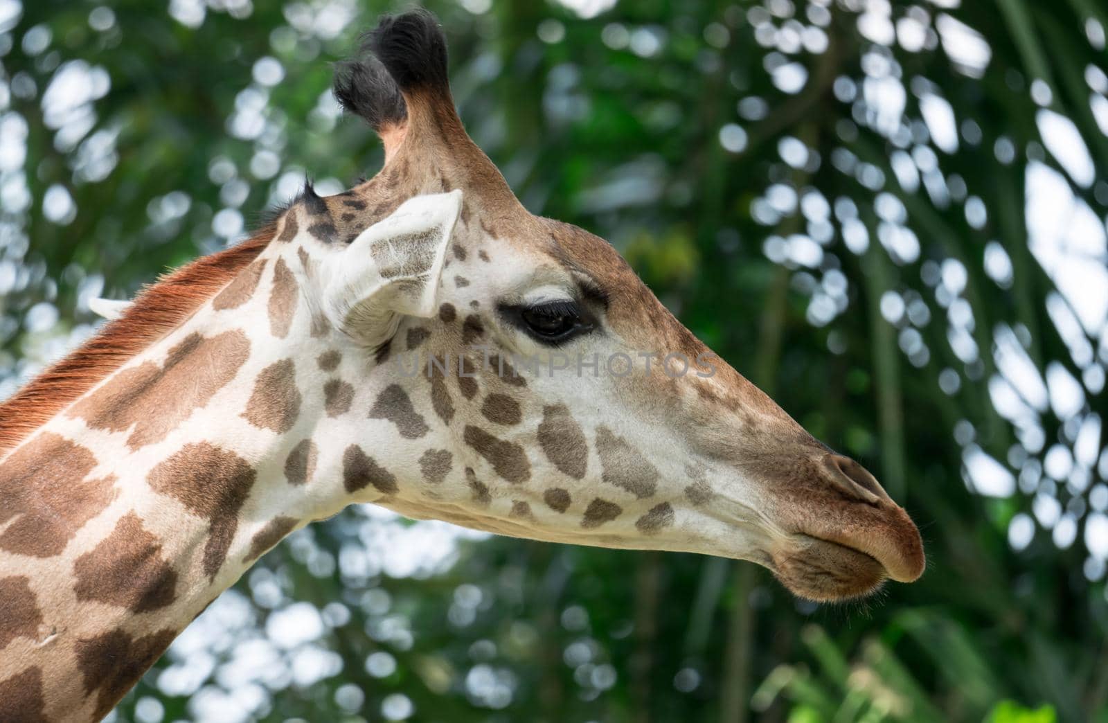 Front on view of a giraffe against green foliage and blue sky background