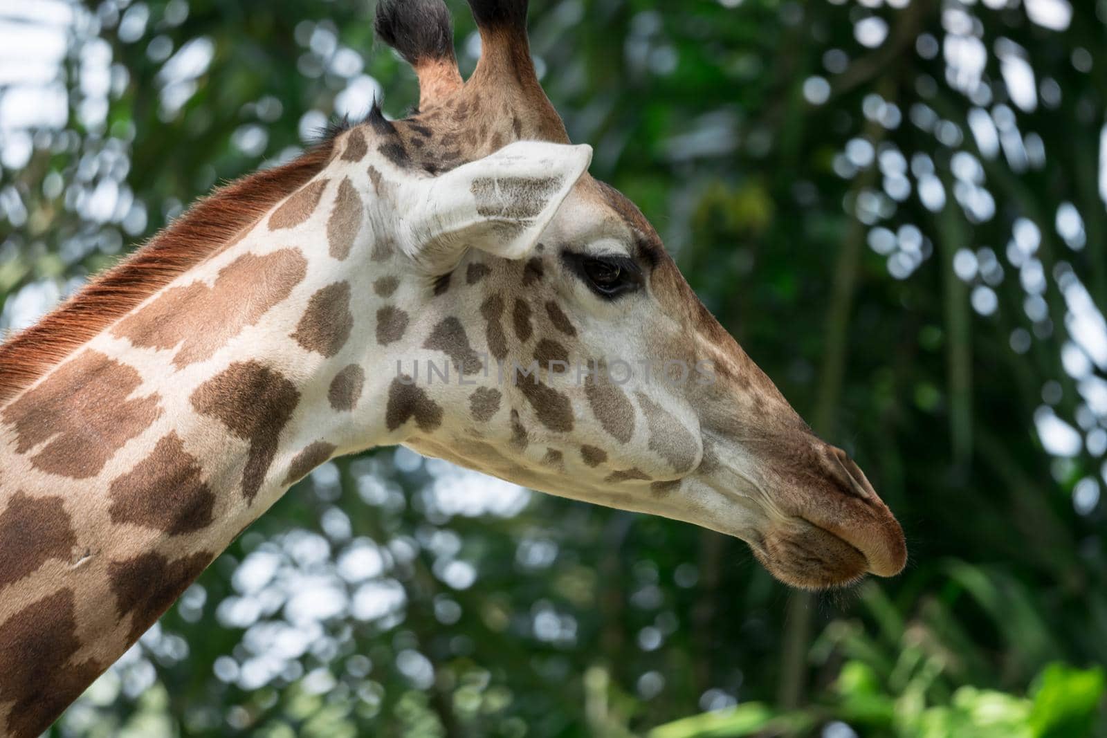 Front on view of a giraffe against green foliage and blue sky background