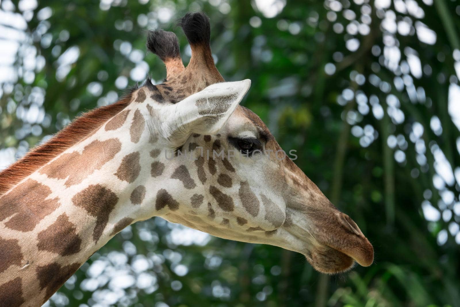 Front on view of a giraffe against green foliage and blue sky background
