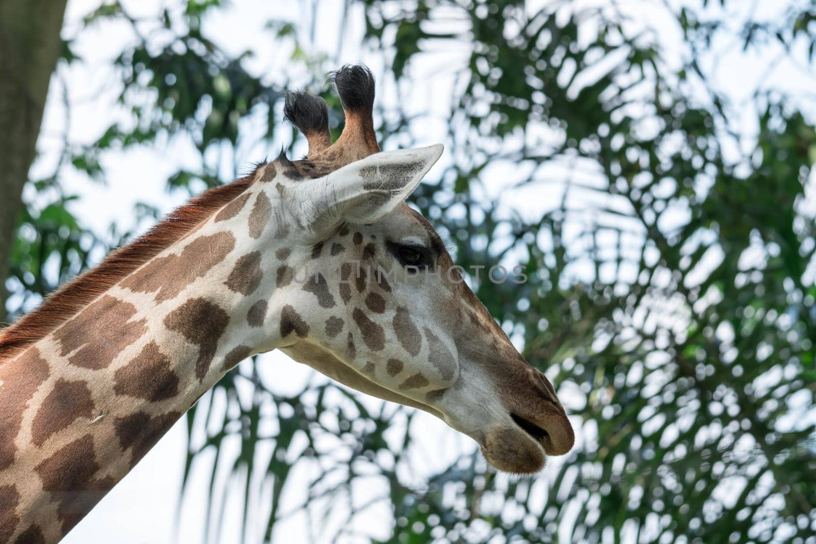 Front on view of a giraffe against green foliage and blue sky background
