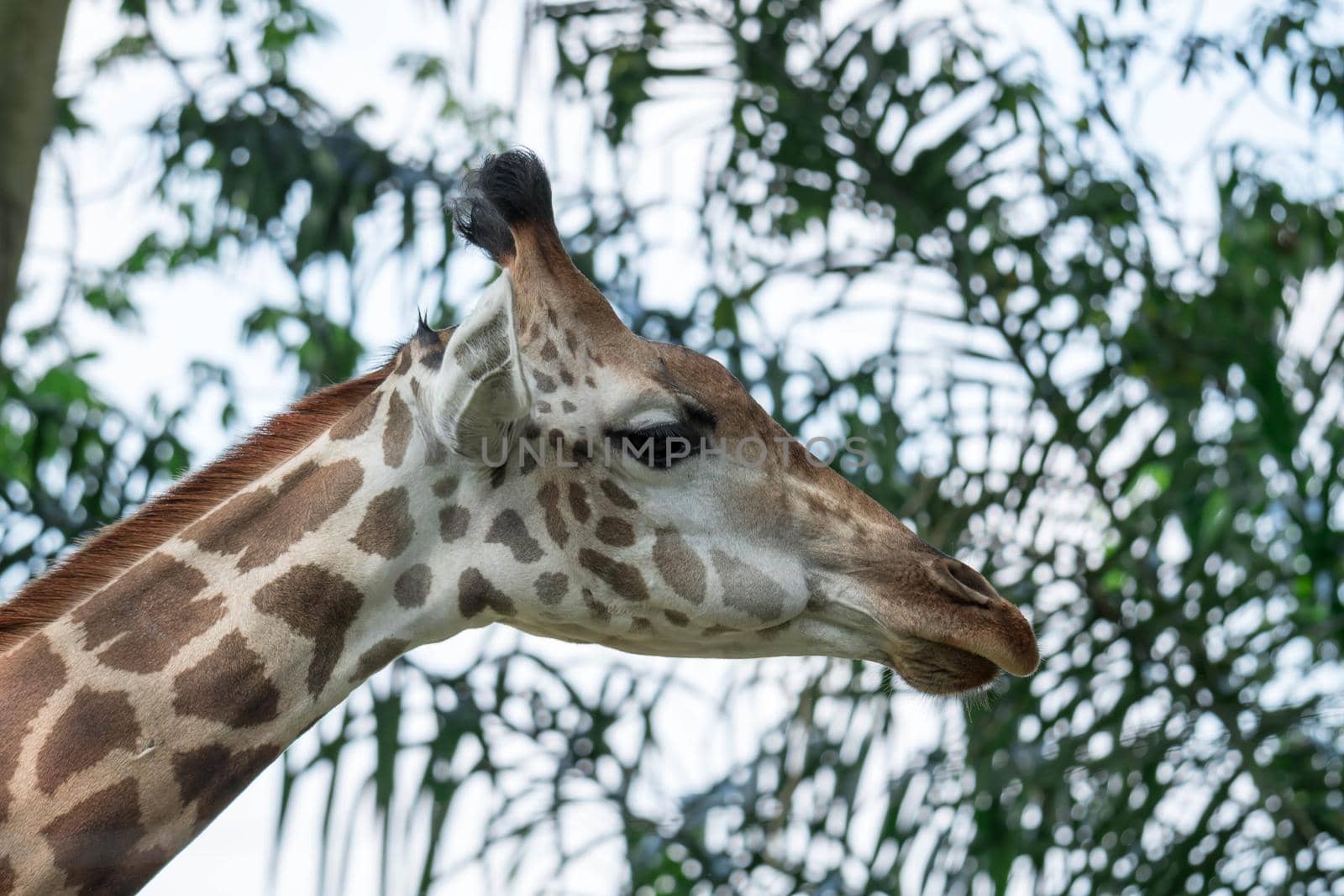 Front on view of a giraffe against green foliage and blue sky background