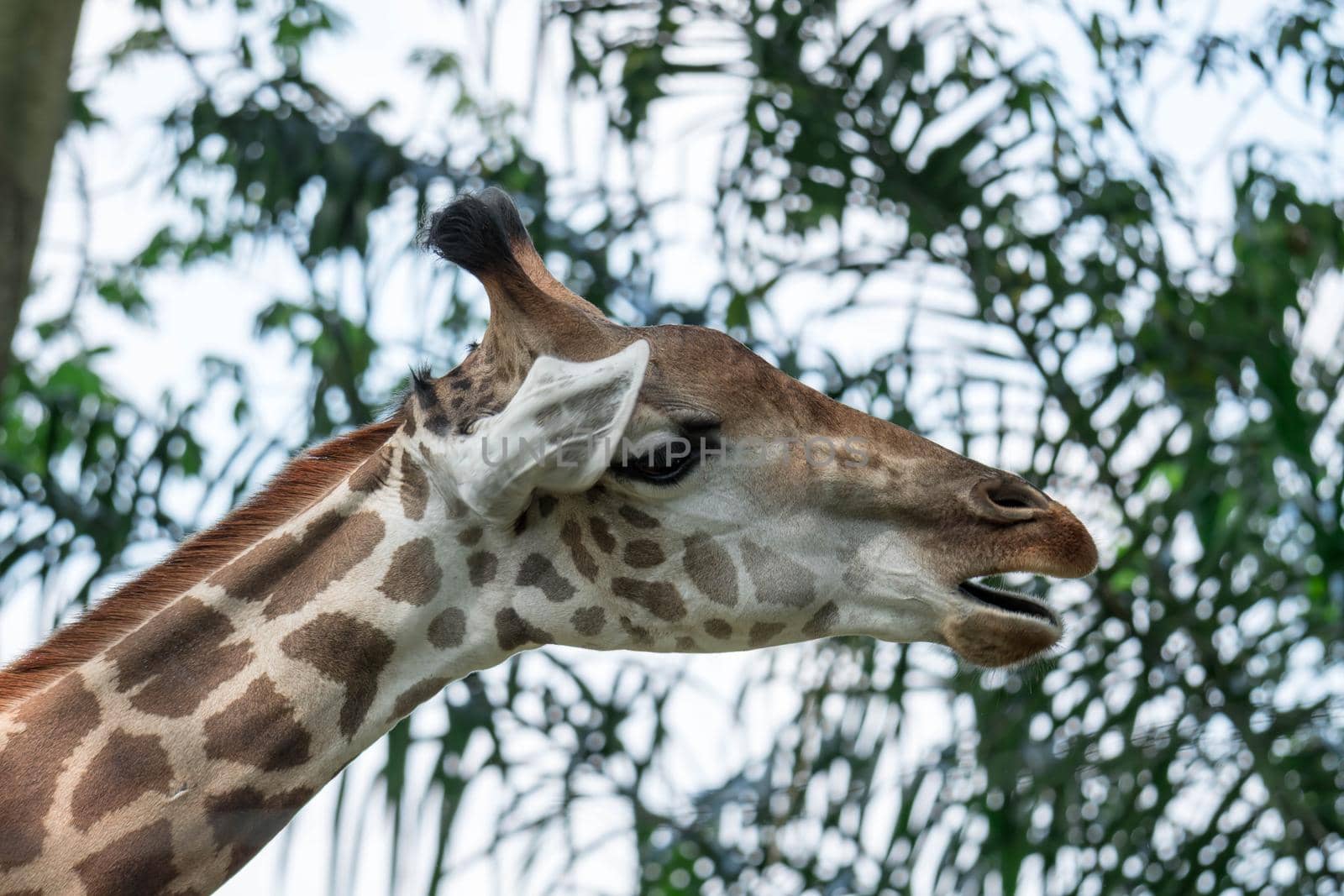 Front on view of a giraffe against green foliage and blue sky background