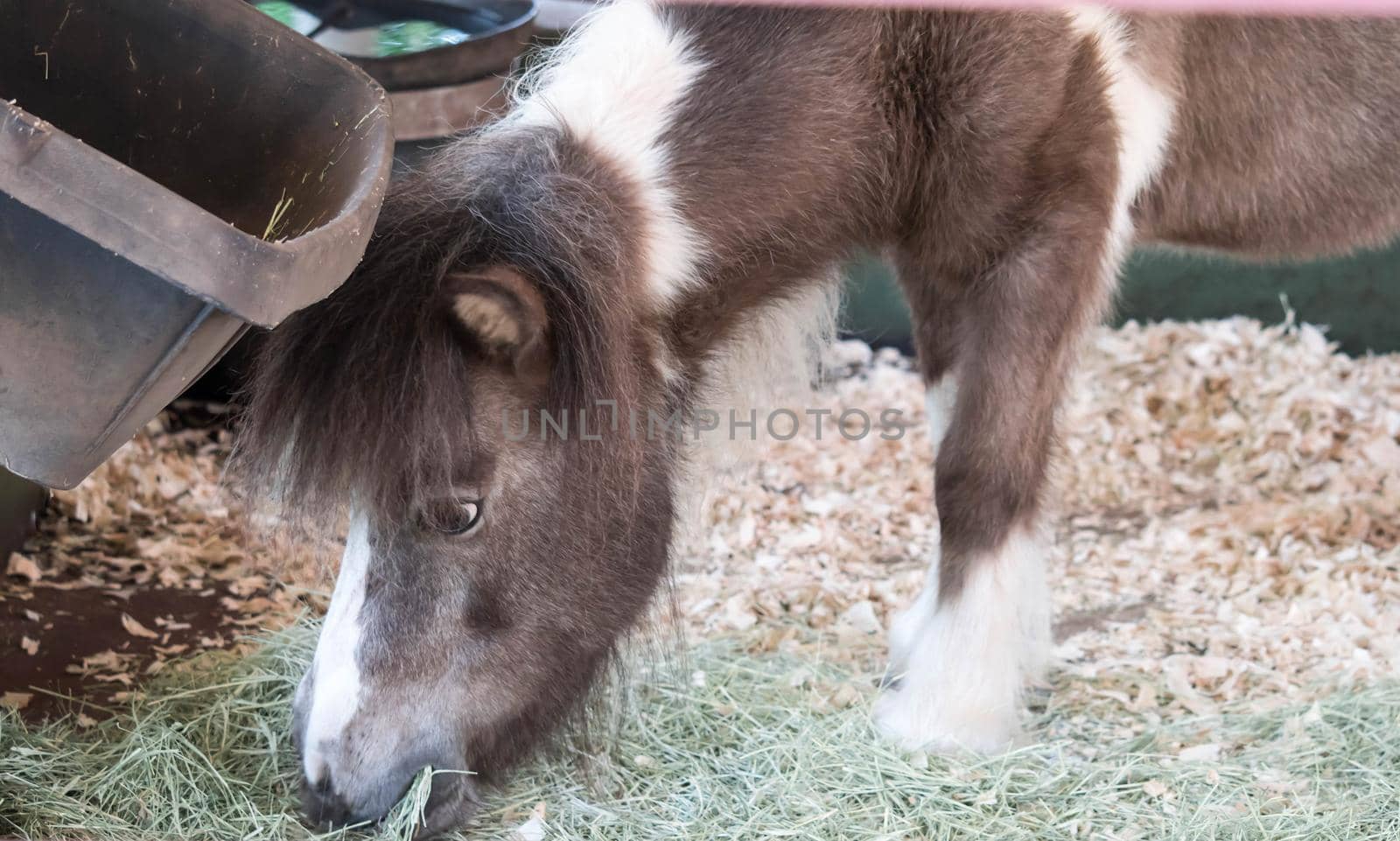 Cute little brown pony on a green slope with his head bowed. Pony eats juicy, fresh grass. In the background is a pine forest. pony grass.