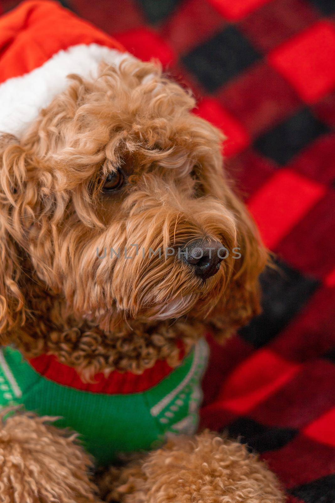 Cavapoo dog with Christmass clothes. Dog Christmas concept by Bonandbon