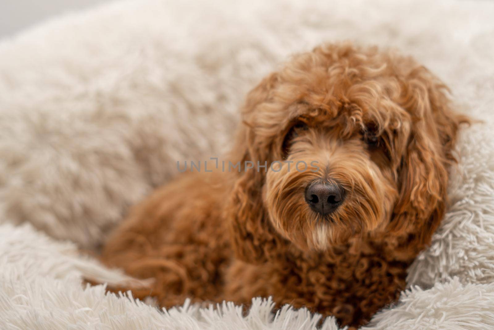 Cavapoo dog in his bed, mixed -breed of Cavalier King Charles Spaniel and Poodle.