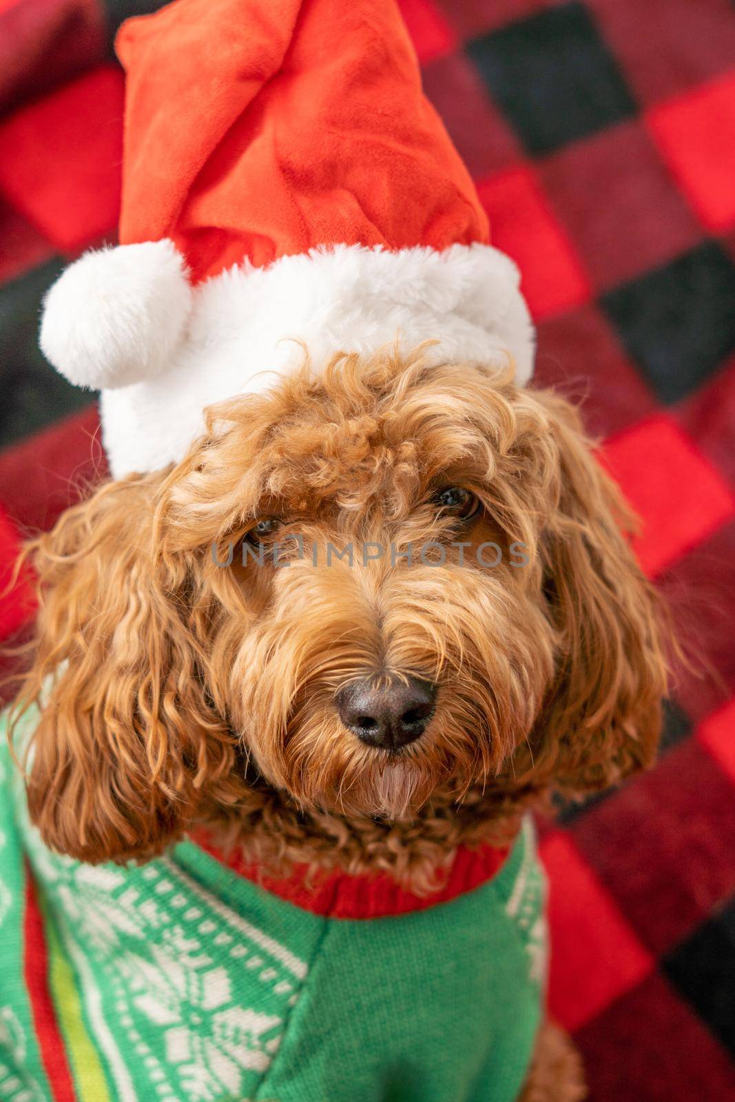 Cavapoo dog with Christmass clothes. Dog Christmas concept by Bonandbon