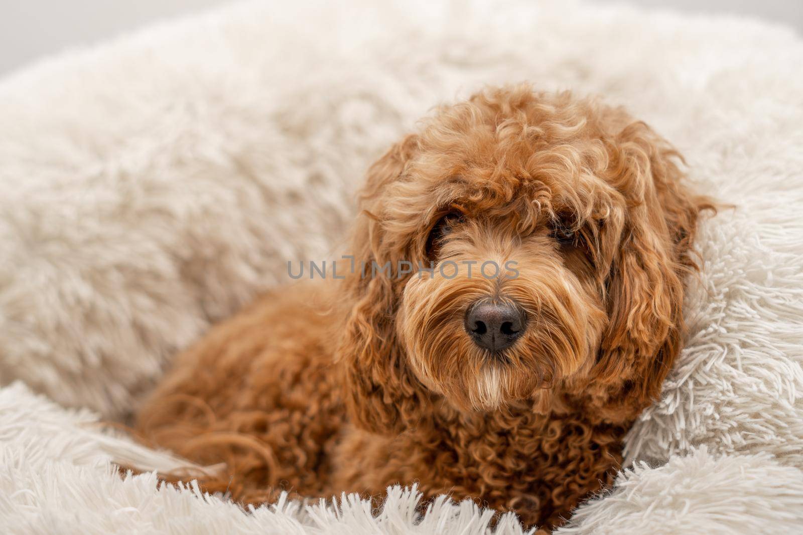 Cavapoo dog in his bed, mixed -breed of Cavalier King Charles Spaniel and Poodle.