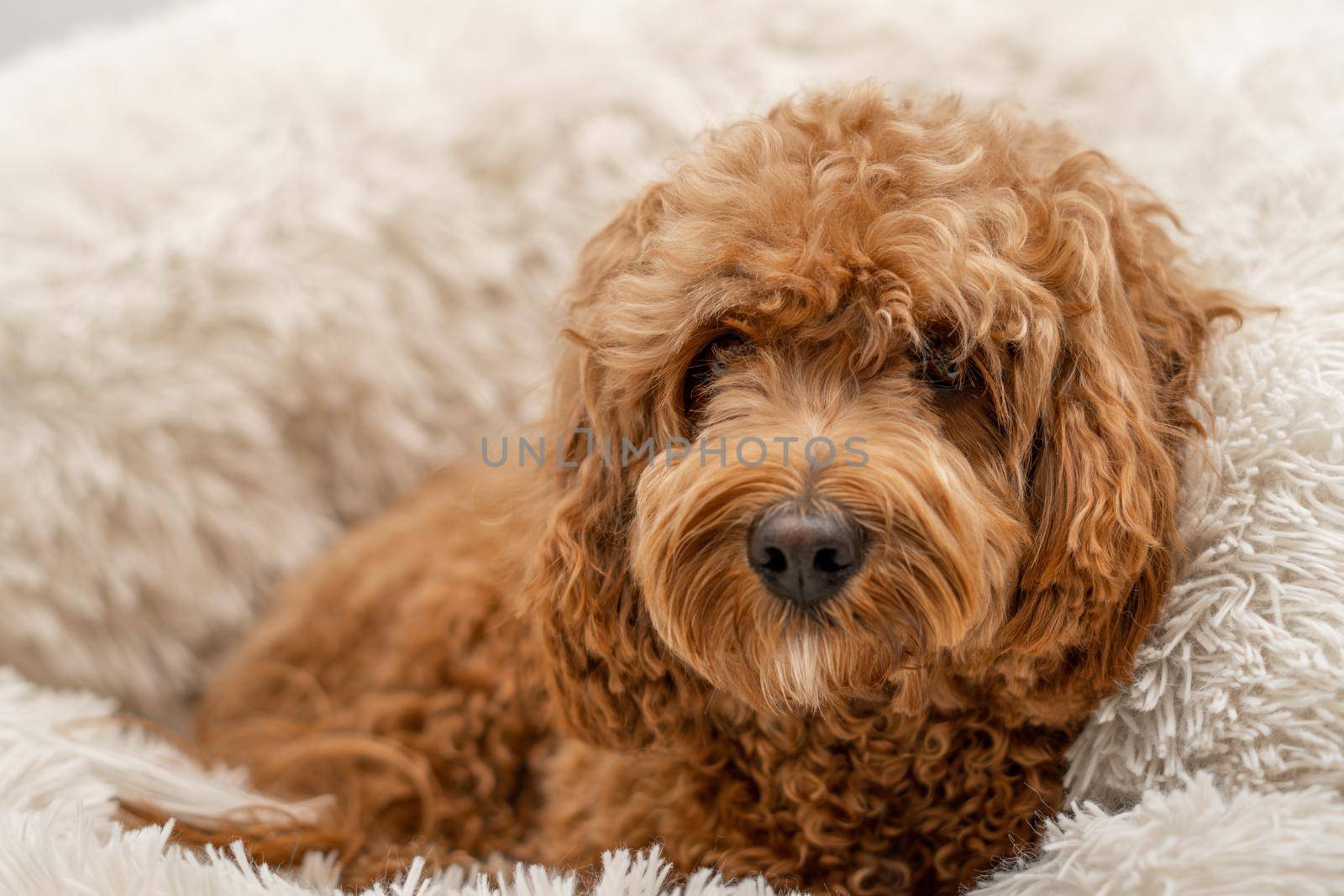 Cavapoo dog in his bed, mixed -breed of Cavalier King Charles Spaniel and Poodle.