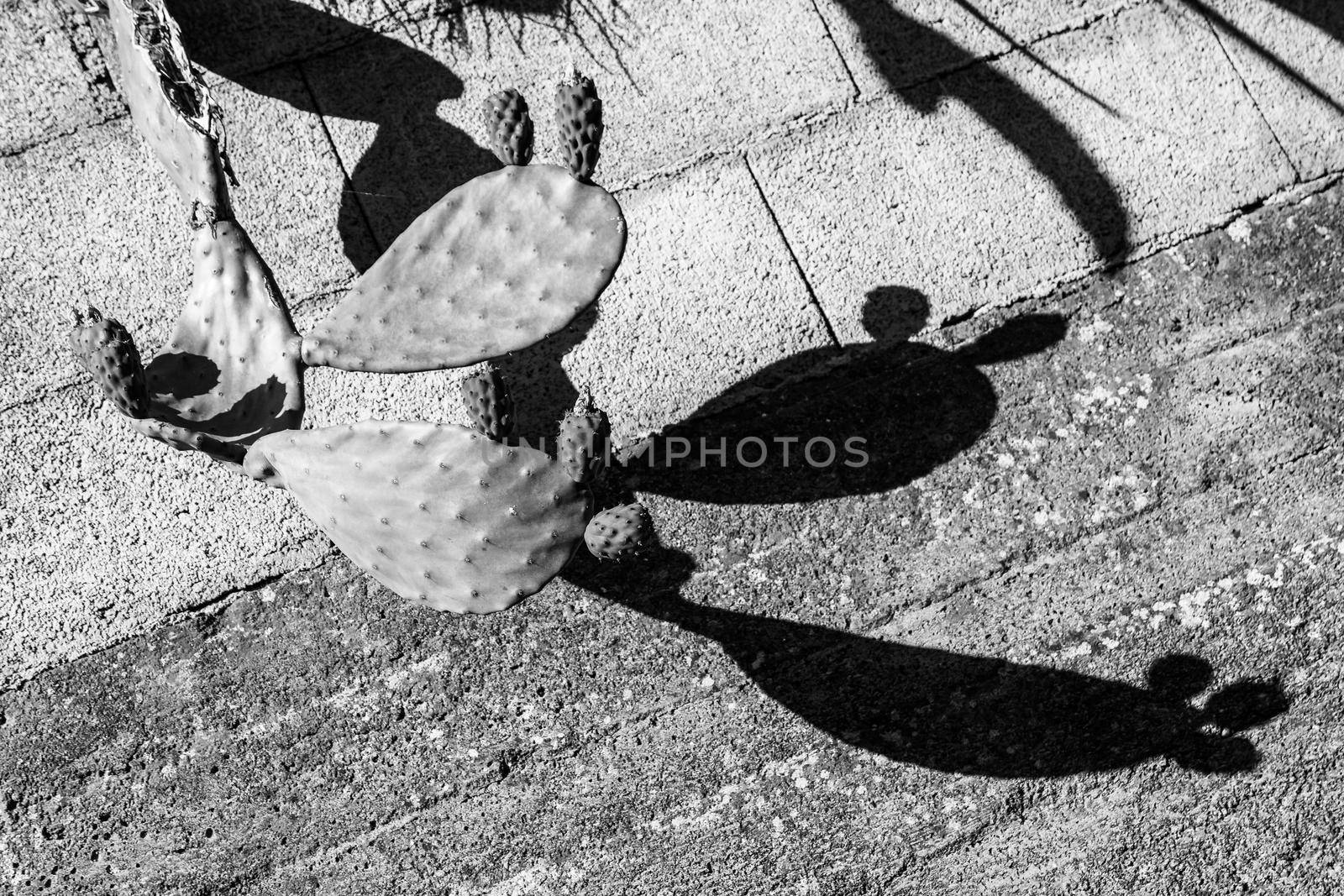 Black and white, high contrast close-up of a prickly pear cactus, Opuntia ficus-indica, casting its shadow on a wall. Castiglione di Sicilia, Italy