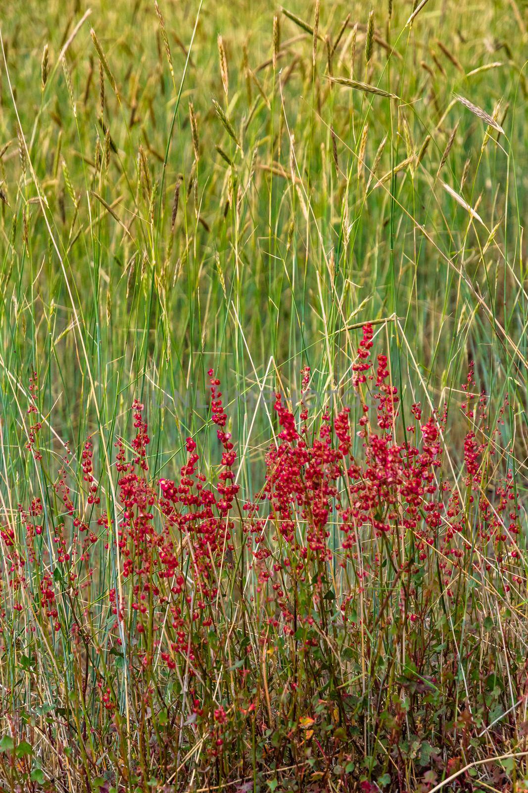Typical small red flowers of Etna volcano landscapes in summer. Sicily, Italy