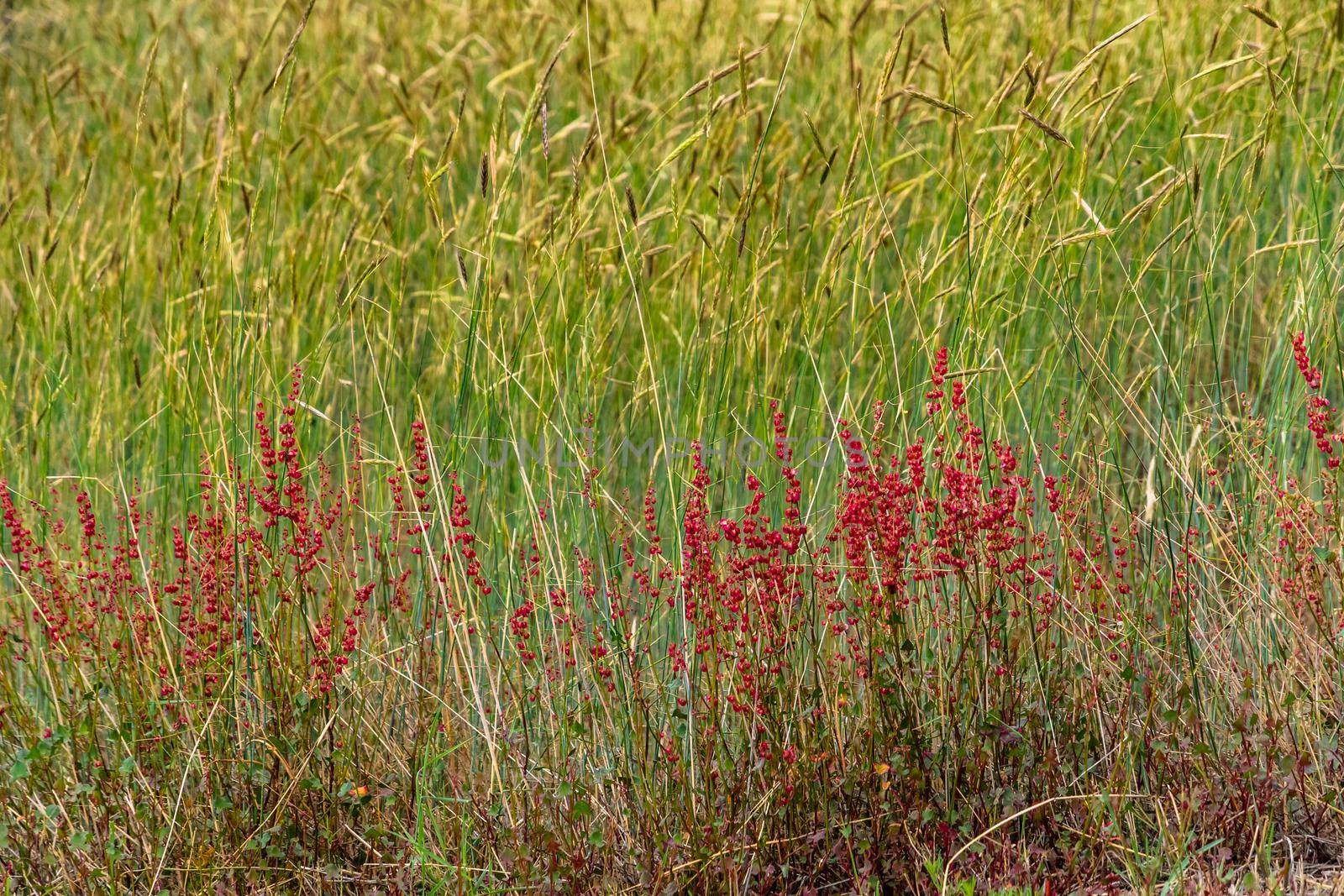 Typical small red flowers of Etna volcano landscapes in summer. Sicily, Italy